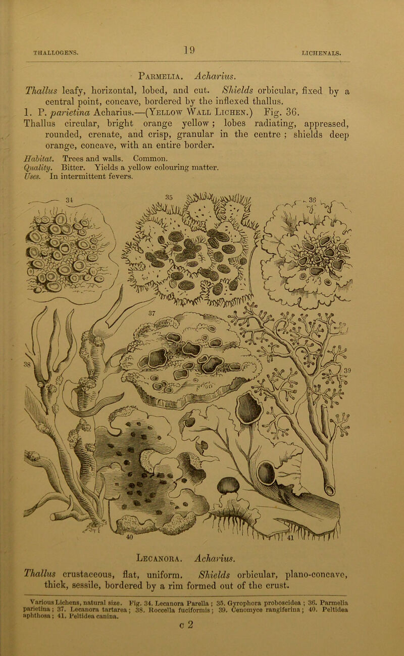 Parhelia. Acharius. Thallus leafy, horizontal, lobed, and cut. Shields orbicular, fixed by a central point, concave, bordered by the indexed thallus. 1. P. parietina Acharius.—(Yellow Wall Lichen.) Fig. 36. Thallus circular, bright orange yellow; lobes radiating, appressed, rounded, crenate, and crisp, granular in the centre ; shields deep orange, concave, with an entire border. Habitat. Trees and walls. Common. Quality. Bitter. Yields a yellow colouring matter. Uses. In intermittent fevers. Lecanora. Acharius. Thallus crustaceous, flat, uniform. Shields orbicular, plano-concave, thick, sessile, bordered by a rim formed out of the crust. Various Lichens, natural size. Fig. 34. Lecanora Parella ; 35. Gyrophora proboscidea ; 36. Parmelia parietina; 37. Lecanora tartarea; 38. Roccella fuciformis; 39. C'enomyce rangiferina; 40. Peltidea aphthosa; 41. Peltidea canina. c 2