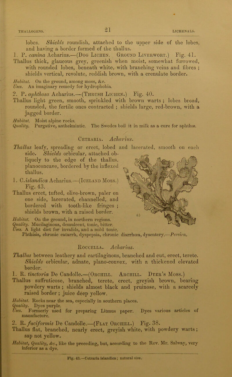 lobes. Shields roundish, attached to the upper side of the lobes, and having a border formed of the thallus. 1. P. canina Acharius.—(Dog Lichen. Ground Liverwort.) Fig. 41. Thallus thick, glaucous grey, greenish when moist, somewhat furrowed, with rounded lobes, beneath white, with branching veins and fibres ; shields vertical, revolute, reddish brown, with a crenulate border. Habitat. On the ground, among moss, &c. Uses. An imaginary remedy for hydrophobia. 2. P. aphthosa Acharius.—(Thrush Lichen.) Fig. 40. Thallus light green, smooth, sprinkled with brown warts ; lobes bioad, rounded, the fertile ones contracted ; shields large, red-brown, with a jagged border. Habitat. Moist alpine rocks. Quality. Purgative, anthelmintic. The Swedes boil it in milk as a cure for aphthae. Cetraria. Acharius. Thallus leafy, spreading or erect, lobed and lacerated, smooth on each side. Shields orbicular, attached ob- liquely to the edge of the thallus. planoconcave, bordered by the indexed thallus. 1. C .islandica Acharius.—(Iceland Moss.) Fig. 43. Thallus erect, tufted, olive-brown, paler on one side, lacerated, channelled, and bordered with tooth-like fringes ; shields brown, with a raised border. Habitat. On the ground, in northern regions. Quality. Mucilaginous, demulcent, tonic, bitter. Uses. A light diet for invalids, and a mild tonic. Phthisis, chronic catarrh, dyspepsia, chronic diarrhoea, dysentery.—Pereira. Roccella. Acharius. Thallus between leathery and cartilaginous, branched and cut, erect, terete. Shields orbicular, adnate, plano-convex, with a thickened elevated border. 1. R. tinctoria De Candolle.—(Orchill. Archill. Dyer’s Moss.) Thallus suffruticose, branched, terete, erect, greyish brown, bearing powdery warts ; shields almost black and pruinose, with a scarcely raised border ; juice deep yellow. Habitat. Rocks near the sea, especially in southern places. Quality. Dyes purple. Uses. Formerly used for preparing Litmus paper. Dyes various articles of manufacture. 2. R. fuciformis De Candolle.—(Flat Orchill.) Fig. 38. Thallus flat, branched, nearly erect, greyish white, with powdery warts; sap not yellow. Habitat, Quality, de., like the preceding, but, according to the Rev. Mr. Salway, very inferior as a dye. Fig. 43.—Cetraria islandica; natural size.