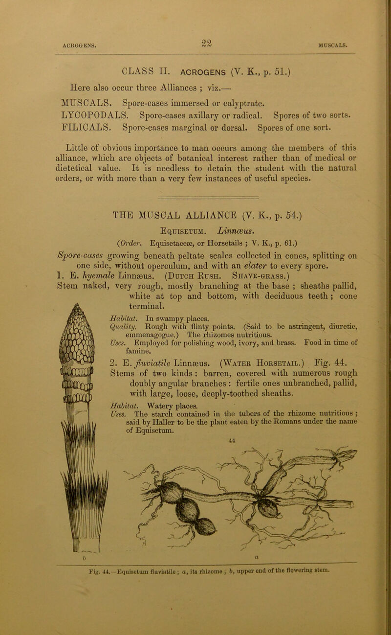 CLASS II. ACROGENS (V. K., p. 51.) Here also occur three Alliances ; viz.— MUSCALS. Spore-cases immersed or calyptrate. LYCOPODALS. Spore-cases axillary or radical. Spores of two sorts. FILICALS. Spore-cases marginal or dorsal. Spores of one sort. Little of obvious importance to man occurs among the members of this alliance, which are objects of botanical interest rather than of medical or dietetical value. It is needless to detain the student with the natural orders, or with more than a very few instances of useful species. THE MUSCAL ALLIANCE (Y. K., p. 54.) Equisetum. Linnaeus. {Order. Equisetacese, or Horsetails ; V. K., p. 61.) Spore-cases growing beneath peltate scales collected in cones, splitting on one side, without operculum, and with an elater to every spore. 1. E. hyemale Linnteus. (Dutch Rush. Shave-grass.) Stem naked, very rough, mostly branching at the base ; sheaths pallid, white at top and bottom, with deciduous teeth ; cone terminal. Habitat. In swampy places. Quality. Rough with flinty points. (Said to be astringent, diuretic, emmenagogue.) The rhizomes nutritious. Uses. Employed for polishing wood, ivory, and brass. Food in time of famine. 2. E. jiuviatile Linnaeus. (Water Horsetail.) Fig. 44. Stems of two kinds : barren, covered with numerous rough doubly angular branches : fertile ones unbranched, pallid, with large, loose, deeply-toothed sheaths. Habitat. Watery places. Uses. The starch contained in the tubers of the rhizome nutritious ; said by Haller to be the plant eaten by the Romans under the name of Equisetum. 44 Fig. 44.—Equisetum fluviatile; a, ita rhizome , 6, upper end of the flowering stem.