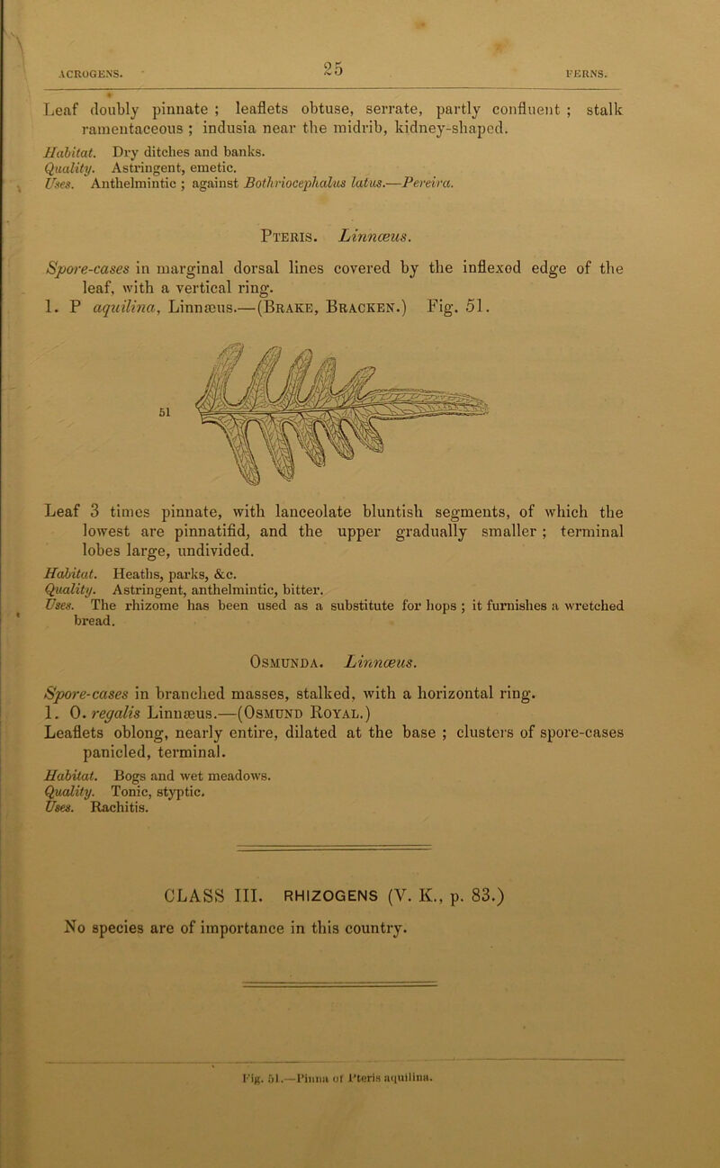 * Leaf doubly pinnate ; leaflets obtuse, serrate, partly confluent ; stalk ramentaceous ; indusia near the midrib, kidney-shaped. Habitat. Dry ditches and banks. Quality. Astringent, emetic. Uses. Anthelmintic ; against Bothriocephalus latus.—Pereira. Pteris. Linnaeus. Spore-cases in marginal dorsal lines covered by the inflexod edge of the leaf, with a vertical ring. 1. P aquilina, Linnmus.—(Brake, Bracken.) Fig. 51. Leaf 3 times pinnate, with lanceolate bluntish segments, of which the lowest are pinnatifid, and the upper gradually smaller ; terminal lobes large, undivided. Habitat. Heaths, parks, &c. Quality. Astringent, anthelmintic, bitter. Uses. The rhizome has been used as a substitute for hops ; it furnishes a wretched bread. Osmunda. Linnaeus. Spore-cases in branched masses, stalked, with a horizontal ring. 1. 0.regalis Linnseus.—(Osmund Royal.) Leaflets oblong, nearly entire, dilated at the base ; clusters of spore-cases panicled, terminal. Habitat. Bogs and wet meadows. Quality. Tonic, styptic. Uses. Rachitis. CLASS III. RHIZOGENS (V. K., p. 83.) No species are of importance in this country. Rig. 01.—Pimm of l’teris aquiline.