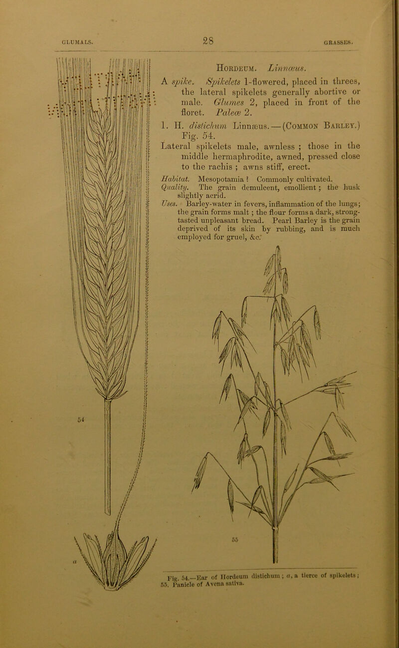 Hordeum. Linnaeus. A spike. Spikelets 1-flowered, placed in threes, the lateral spikelets generally abortive or male. Glumes 2, placed in front of the floret. Palece 2. 1. If. disiichum Linnaeus. — (Common Barley.) Fig. 54. Lateral spikelets male, awnless ; those in the middle hermaphrodite, awned, pressed close to the rachis ; awns stiff, erect. Habitat. Mesopotamia ? Commonly cultivated. Quality. The grain demulcent, emollient; the husk slightly acrid. Uses. Barley-water in fevers, inflammation of the lungs; the grain forms malt; the flour forms a dark, strong- tasted unpleasant bread. Pearl Barley is the grain deprived of its skin by rubbing, and is much employed for gruel, &c.‘ Fig. 54.—Ear of Ilordeum distichum; a, a tierce of spikelets; 55. Panicle of Avona satlva.