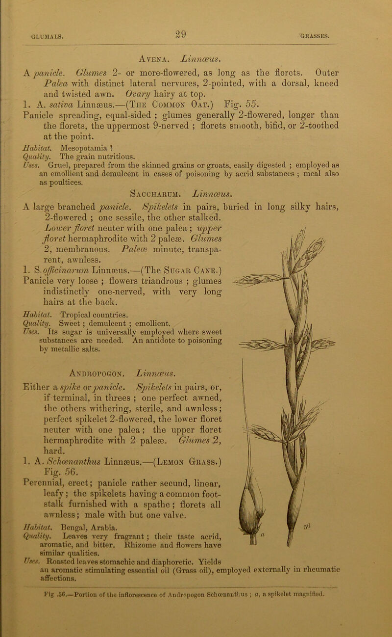 Avena. Linnceus. A panicle. Glumes 2- or more-flowered, as long as the florets. Outer Palea with distinct lateral nervures, 2-pointed, with a dorsal, kneed and twisted awn. Ovary hairy at top. 1. A. saliva Linnaeus.—(The Common Oat.) Fig. 55. Panicle spreading, equal-sided ; glumes generally 2-flowered, longer than the florets, the uppermost 9-nerved ; florets smooth, bifid, or 2-toothed at the point. Habitat. Mesopotamia l Quality. The grain nutritious. Uses. Gruel, prepared from the skinned grains or groats, easily digested ; employed as an emollient and demulcent in cases of poisoning by acrid substances ; meal also as poultices. Saccharum. Linnceus. A large branched panicle. Spikelets in pairs, buried in long silky hairs, 2-flowered ; one sessile, the other stalked. Lower floret neuter with one palea; upper floret hermaphrodite with 2 palese. Glumes 2, membranous. Palece minute, transpa- rent, awnless. 1. S.ojflcinarum Linnaeus.—(The Sugar Cane.) Panicle very loose ; flowers triandrous ; glumes indistinctly one-nerved, with very long hairs at the back. Habitat. Tropical countries. Quality. Sweet; demulcent ; emollient. Uses. Its sugar is universally employed where sweet substances are needed. An antidote to poisoning by metallic salts. Andropogon. Linnceus. Either a spike or panicle. Spikeleis in pairs, or, if terminal, in threes ; one perfect awned, the others withering, sterile, and awnless; perfect spikelet 2-flowered, the lower floret neuter with one palea; the upper floret hermaphrodite with 2 palete. Glumes 2, hard. 1. A. Schoencmthus Linnaeus.—(Lemon Grass.) Fig. 56. Perennial, erect; panicle rather secund, linear, leafy ; the spikelets having a common foot- stalk furnished with a spathe ; florets all awnless; male with but one valve. Habitat. Bengal, Arabia. Quality. Leaves very fragrant ; their taste acrid, ai’omatic, and bitter. Rhizome and flowers have similar qualities. Uses. Roasted leaves stomachic and diaphoretic. Yields an aromatic stimulating essential oil (Grass oil), employed externally in rheumatic affections. Pig .56.—Portion of the inflorescence of Andropogon Schcerinntl.us ; a, a spikelet magnified.