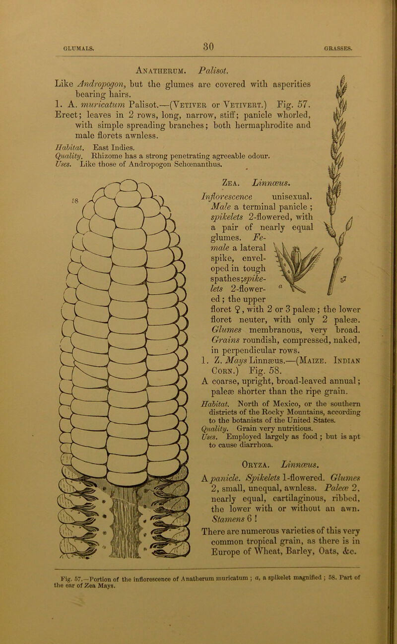 Anatiierum. Pali sot. Like Andropogon, but the glumes are covered with asperities bearing hairs. 1. A. muricatum Palisot.—(Vetiver or Vetivert.) Fig. 57. Erect; leaves in 2 rows, long, narrow, stiff; panicle whorled, with simple spreading branches; both hermaphrodite and male florets awnless. Habitat. East Indies. Qioality. Rhizome has a strong penetrating agreeable odour. Uses. Like those of Andropogon Schoenanthus. Zea. Linnceus. Inflorescence unisexual. Male a terminal panicle ; spikelets 2-flowered, with a pair of nearly equal glumes. Fe- male a lateral spike, envel- oped in tough spathes;.9/A£c- lets 2-flower- ed; the upper floret 9, with 2 or 3 palese; the lower floret neuter, with only 2 palese. Glumes membranous, very broad. Grains roundish, compressed, naked, in perpendicular rows. 1. Z. Mays Linnseus.—(Maize. Indian Corn.) Fig. 58. A coarse, upright, broad-leaved annual; palete shorter than the ripe grain. Habitat. North of Mexico, or the southern districts of the Rocky Mountains, according to the botanists of the United States. Quality. Grain very nutritious. Uses. Employed largely as food ; but is apt to cause diarrhoea. Oryza. Linnceus. A panicle. SpikFlets 1-flowered. Glumes 2, small, unequal, awnless, Palece 2, nearly equal, cartilaginous, ribbed, the lower with or without an awn. Stamens 6 ! There are numerous varieties of this very common tropical grain, as there is in Europe of Wheat, Barley, Oats, &c. Fig. 57.—Portion of the inflorescence of Anathernm muricatum ; a, a spikelet magnified ; 58. Part of the ear of Zea Mays.