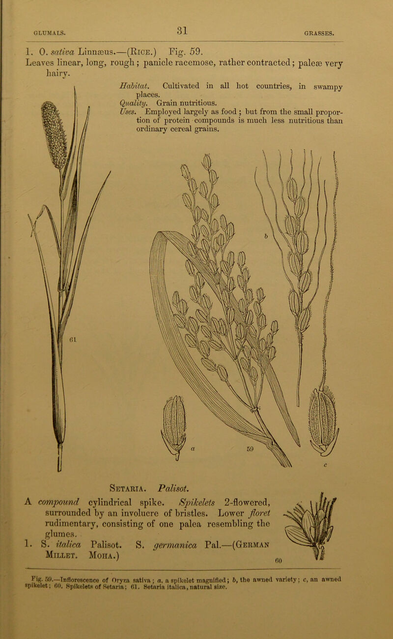 1. 0. saliva Linnteus.—(Rice.) Fig. 59. Leaves linear, long, rough ; panicle racemose, rather contracted; paleie very hairy. fit Habitat. Cultivated in all hot countries, in swampy places. Quality. Grain nutritious. Uses. Employed largely as food ; but from the small propor- tion of protein compounds is much less nutritious than ordinary cereal grains. A 1. Setaria. Palisot. compound cylindrical spike. Spikelets 2-flowcred, surrounded by an involucre of bristles. Lower floret rudimentary, consisting of one palea resembling the glumes. S. italica Palisot. S. germanica Pal.—(German Millet. Moha.) Fig. 50.—Inflorescence of Oryza sativa ; a, a spikelet magnified; b, the aivned variety; c, an nwned spikelet; 60. Spikelets of Setaria; 61. Setarin italica, natural size.