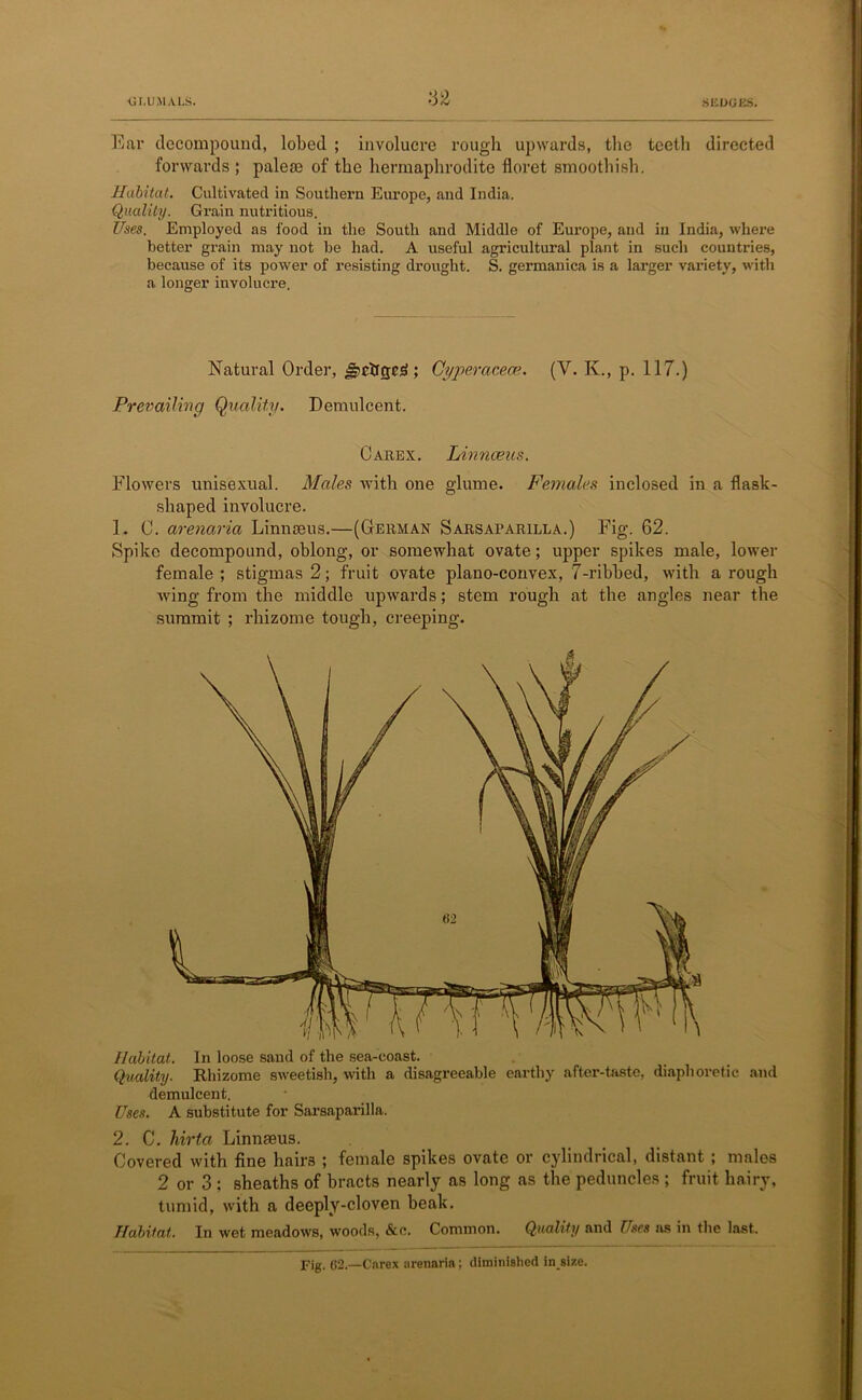 Ear decompound, lobed ; involucre rough upwards, the teeth directed forwards ; palese of the hermaphrodite floret smoothish. Habitat. Cultivated in Southern Europe, and India. Quality. Grain nutritious. Uses. Employed as food in the South and Middle of Europe, and in India, where better grain may not be had. A useful agricultural plant in such countries, because of its power of resisting drought. S. germanica is a larger variety, with a longer involucre. Natural Order, j§)rtf<je3 ; Cyperacece. (V. K., p. 117.) Prevailing Quality. Demulcent. Carex. Linnaeus. Flowers unisexual. Males with one glume. Females inclosed in a flask- shaped involucre. 1. 0. arenaria Linnaeus.—(German Sarsaparilla.) Fig. 62. Spike decompound, oblong, or somewhat ovate; upper spikes male, lower female; stigmas 2; fruit ovate plano-convex, 7-ribbed, with a rough wing from the middle upwards; stem rough at the angles near the summit ; rhizome tough, creeping. Habitat. In loose sand of the sea-coast. Quality. Rhizome sweetish, with a disagreeable earthy after-taste, diaphoretic and demulcent. Uses. A substitute for Sarsaparilla. 2. C. hirta Linnteus. Covered with fine hairs ; female spikes ovate or cylindrical, distant ; males 2 or 3 ; sheaths of bracts nearly as long as the peduncles ; fruit hairy, tumid, with a deeply-cloven beak. Habitat. In wet meadows, woods, &c. Common. Quality and Uses as in the last. Fig. 62.—Carex arenaria; diminished in size.