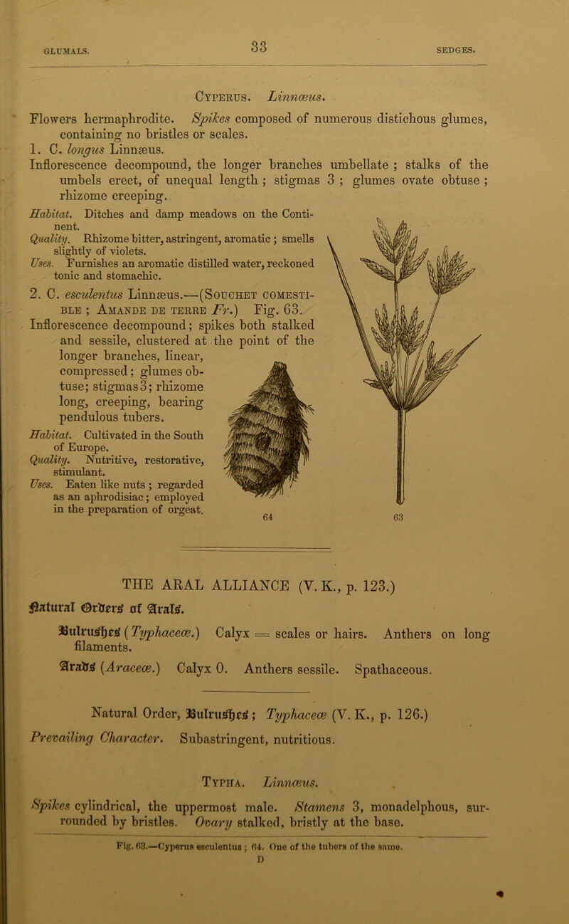 Ctperus. Linnaeus. Flowers hermaphrodite. Spikes composed of numerous distichous glumes, containing no bristles or scales. 1. C. longus Linnaeus. Inflorescence decompound, the longer branches umbellate ; stalks of the umbels erect, of unequal length ; stigmas 3 ; glumes ovate obtuse ; rhizome creeping. Habitat. Ditches and damp meadows on the Conti- nent. Quality. Rhizome bitter, astringent, aromatic ; smells slightly of violets. Uses. Furnishes an aromatic distilled water, reckoned tonic and stomachic. 2. C. esculentus Linnaeus.—(Souchet comesti- ble ; Amarde de terre Fr.) Fig. 63. Inflorescence decompound; spikes both stalked and sessile, clustered at the point of the longer branches, linear, compressed; glumes ob- tuse; stigmas3; rhizome Habitat. Cultivated in the South of Europe. Quality. Nuti'itive, restorative, stimulant. Uses. Eaten like nuts ; regarded as an aphrodisiac; employed in the preparation of orgeat. long, creeping, bearing pendulous tubers. THE ARAL ALLIANCE (V. K., p. 123.) Natural ©rlfmf of £raR 33ulrtt£\)t£ (Typhacece.) Calyx = scales or hairs. Anthers on long filaments. &ra&3 (Aracece.) Calyx 0. Anthers sessile. Spathaceous. Natural Order, 33ttIru$f)aS; Typhacece (V. K., p. 126.) Prevailing Character. Subastringent, nutritious. Typiia. Linnaeus. Spikes cylindrical, the uppermost male. Stamens 3, monadelphous, sur- rounded by bristles. Ovary stalked, bristly at the base. Fig. S3.—Cyperus esculentus ; (>4. One of the tubers of the same. n