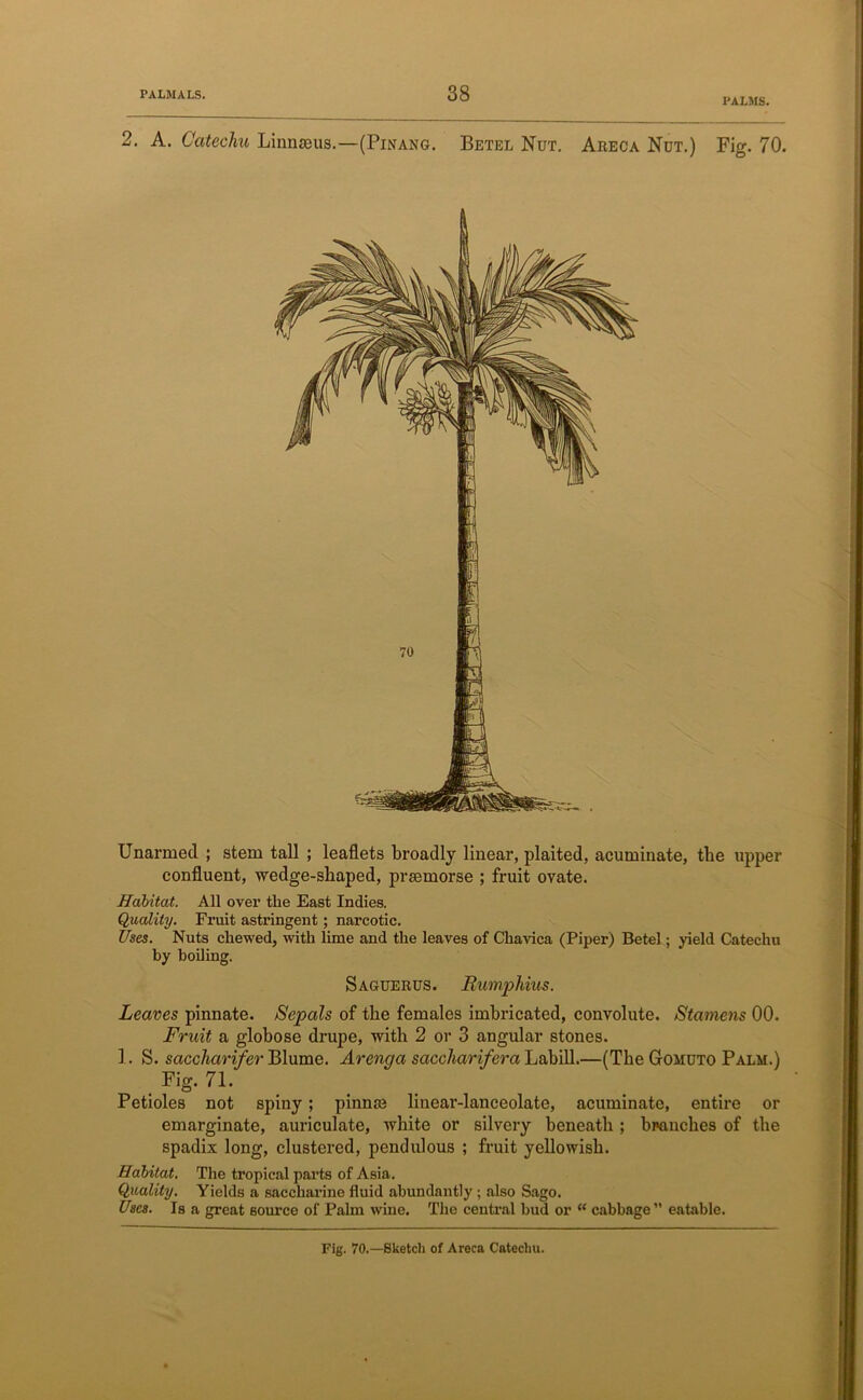 PALMS. 2. A. Catechu Linnaeus.—(Pinang. Betel Nut. Areca Nut.) Fig. 70. Unarmed ; stem tall ; leaflets broadly linear, plaited, acuminate, tbe upper confluent, wedge-shaped, praemorse ; fruit ovate. Habitat. All over the East Indies. Quality. Fruit astringent; narcotic. Uses. Nuts chewed, with lime and the leaves of Chavica (Piper) Betel; yield Catechu by boiling. Saguerus. Rumphius. Leaves pinnate. Sepals of the females imbricated, convolute. Stamens 00. Fruit a globose drupe, with 2 or 3 angular stones. 1. S. saccharifer Blume. Arenga saccharifera Labill.—(The Gomuto Palm.) Fig. 71. Petioles not spiny; pinna3 linear-lanceolate, acuminate, entire or emarginate, auriculate, white or silvery beneath ; branches of the spadix long, clustered, pendulous ; fruit yellowish. Habitat. The tropical parts of Asia. Quality. Yields a saccharine fluid abundantly ; also Sago. Uses. Is a great source of Palm wine. The central bud or <( cabbage” eatable.