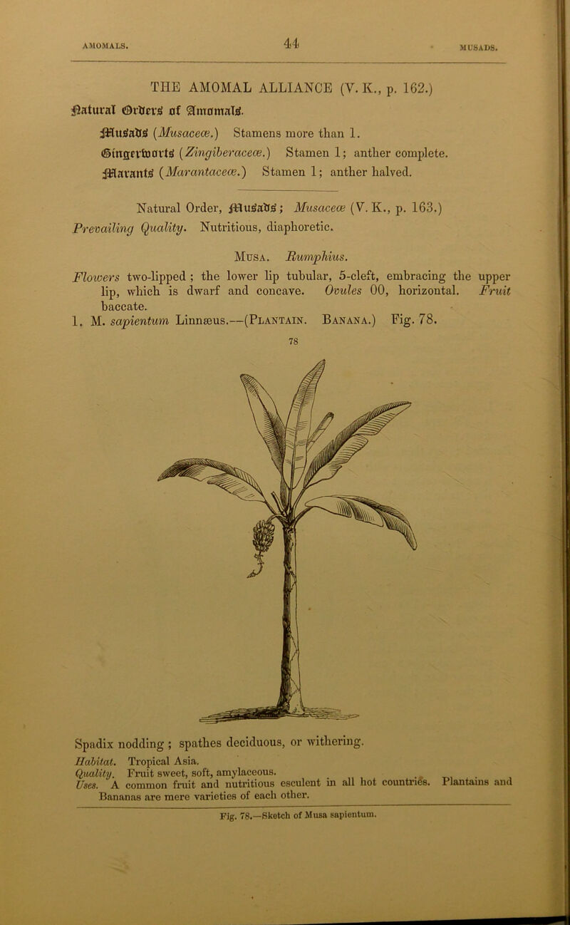 u M US ADS. THE AMOMAL ALLIANCE (V. K., p. 162.) Natural CDrbcrja of SlmamabS. jHmtabg (Musciceoe.) Stamens more than 1. ©tnscvfoartg (Zingiberacece.) Stamen 1; anther complete. jUftavant$ (Marantacece.) Stamen 1; anther halved. Natural Order, fHuSa&S; Musaceee (V. K., p. 163.) Prevailing Quality. Nutritious, diaphoretic. Musa. Rumphius. Flowers two-lipped ; the lower lip tubular, 5-cleft, embracing the upper lip, which is dwarf and concave. Ovules 00, horizontal. Fruit baccate. 1. M. sapientum Linnaeus.—(Plantain. Banana.) Fig. 78. 78 Spadix nodding ; spathes deciduous, or withering. Habitat. Tropical Asia. Quality. Fruit sweet, soft, amylaceous. _ . Uses. A common fruit and nutritious esculent in all hot countries. Plantains and Bananas are mere varieties of each other.