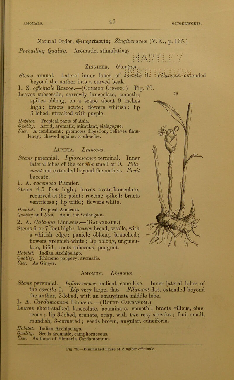 Natural Order, (Kutflevtootte; Zingiberacece (V.K., p. 165.) Prevailing Quality. Aromatic, stimulating. beyond the anther into a curved beak. 1. Z. officinale Roscoe.—(Common Ginger.) Fig. 79. Leaves subsessile, narrowly lanceolate, smooth; spikes oblong, on a scape about 9 inches high; bracts acute; flowers whitish; lip 3-lobed, streaked with purple. Habitat. Tropical parts of Asia. Quality. Aci’id, aromatic, stimulant, sialagogue. Uses. A condiment; promotes digestion, relieves flatu- lency; chewed against tooth-ache. Stems 6 or 7 feet high; leaves broad, sessile, with a whitish edge; panicle oblong, branched; flowers greenish-white; lip oblong, unguicu- late, bifid; roots tuberous, pungent. Habitat. Indian Archipelago. Quality. Rhizome peppery, aromatic. Uses. As Ginger. the corolla 0. Lip very large, flat. Filament flat, extended beyond the anther, 2-lobed, with an emarginate middle lobe. 1. A. Cardamomum Linnaeus.—(Round Cardamom.) Leaves short-stalked, lanceolate, acuminate, smooth ; bracts villous, cine- reous ; lip 3-lobed, crenate, crisp, with two rosy streaks ; fruit small, roundish, 3-cornered ; seeds brown, angular, cuneiform. Habitat. Indian Archipelago. Quality. Seeds aromatic, camphoraceous. Uses. As those of Elettaria Cardamomum. Habitat. Tropical America. Quality and Uses. As in the Galangale. 2. A. Galanga Linnaeus.—(Galangale.) Stems 4-5 feet high ; leaves ovate-lanceolate, recurved at the point; raceme spiked; bracts ventricose ; lip trifid; flowers white. 1. A. racemosa Plunder. Stems perennial. Inflorescence terminal. Inner lateral lobes of the corolla small or 0. Fila- ment not extended beyond the anther. Fruit baccate. Alpinia. Linnceus. Amomum. Linnceus. Stems perennial. Inflorescence radical, cone-like. Inner lateral lobes of Fig. 79.—Diminished figure of Zingiber officinale.