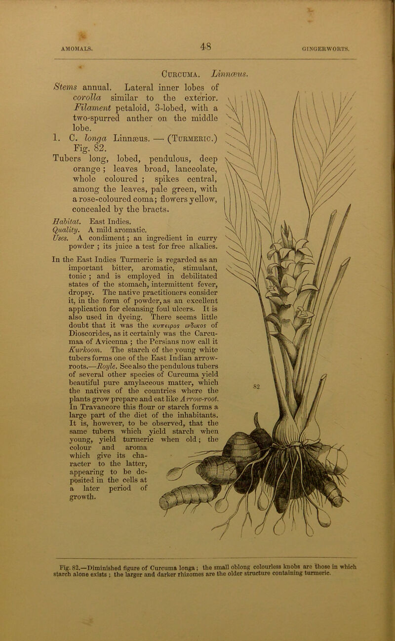 Curcuma. Linnceus. Stems annual. Lateral inner lobes of corolla similar to the exterior. Filament petaloid, 3-lobed, with a two-spurred anther on. the middle x lobe. 1. C. lonqa Linnaeus. — (Turmeric.) Fig. 82. Tubers long, lobed, pendulous, deep orange ; leaves broad, lanceolate, whole coloured ; spikes central, among the leaves, pale green, with a rose-coloured coma; flowers yellow, concealed by the bracts. Habitat. East Indies. Quality. A mild aromatic. Uses. A condiment; an ingredient in curry powder ; its juice a test for free alkalies. In the East Indies Turmeric is regarded as an important hitter, aromatic, stimulant, tonic ; and is employed in debilitated states of the stomach, intermittent fever, dropsy. The native practitioners consider it, in the form of powder, as an excellent application for cleansing foul ulcers. It is also used in dyeing. There seems little doubt that it was the KvweLpos ivdiKos of Dioscorides, as it certainly was the Carcu- maa of Avicenna ; the Persians now call it Kurlcoom. The starch of the young white tubers forms one of the East Indian arrow- roots.—Royle. See also the pendulous tubers of several other species of Curcuma yield beautiful pure amylaceous matter, which the natives of the countries where the plants grow prepare and eat like Arrmv-root. In Travancore this flour or starch forms a large part of the diet of the inhabitants. It is, however, to be observed, that the same tubers which yield starch when young, yield turmeric when old; the colour and aroma which give its cha- racter to the latter, appearing to be de- posited in the cells at a later period of growth. Fig. 82.—Diminished figure of Curcuma longa; the small oblong colourless knobs are those in which starch alone exists ; the larger and darker rhizomes are the older structure containing turmeric.