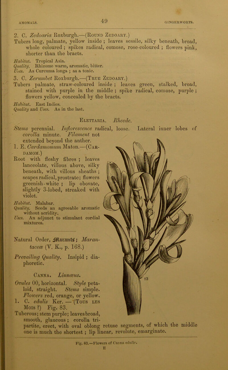 2. C. Zedoaria Roxburgh.—(Round Zedoary.) Tubers long, palmate, yellow inside ; leaves sessile, silky beneath, broad, whole coloured ; spikes radical, comose, rose-coloured ; flowers pink, shorter than the bracts. Habitat. Tropical Asia. Quality. Rhizome warm, aromatic, bitter. Uses. As Curcuma longa ; as a tonic. 3. C. Zerumbet Roxburgh.—(True Zedoary.) Tubers palmate, straw-coloured inside ; leaves green, stalked, broad, stained with purple in the middle ; spike radical, comose, purple ; flowers yellow, concealed by the bracts. Habitat. East Indies. Quality and Uses. As in the last. Elettaria. Bheede. Stems perennial. Inflorescence ra< corolla minute. Filament not extended beyond the anther. 1. E. Cardamomum Maton.—(Car- damom.) Root with fleshy fibres ; leaves lanceolate, villous above, silky beneath, with villous sheaths ; scapes radical, prostrate; flowers greenish-white ; lip obovate, slightly 3-lobed, streaked with violet. Habitat. Malabar. Quality. Seeds an agreeable aromatic without acridity. Uses. An adjunct to stimulant cordial mixtures. Natural Order, j-lflarants?; Maran- tacece (V. K., p. 168.) Prevailing Quality. Insipid ; dia- phoretic. Canna. Linnaeus. Ovules 00, horizontal. Style peta- loid, straight. Stems simple. Floicers red, orange, or yellow. 1. C. edulis Ker. —'(Tous les Mois ?) Fig. 83. Tuberous; stem purple; leaves broad, smooth, glaucous ; corolla tri- partite, erect, with oval oblong one is much the shortest ; lip li ical, loose. Lateral inner lobes of retuse segments, of which the middle rear, revolute, emarginate. Rig. 83,—Flowers of Canna eilulis.