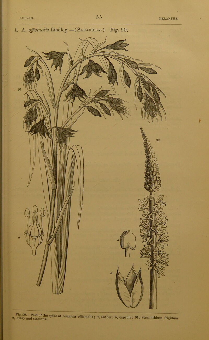 a.^vn^knd starnena! 8PikG °f A8agr®a officinalis ; a, anther; b, capsule; 91. Stenanthium frigiduni