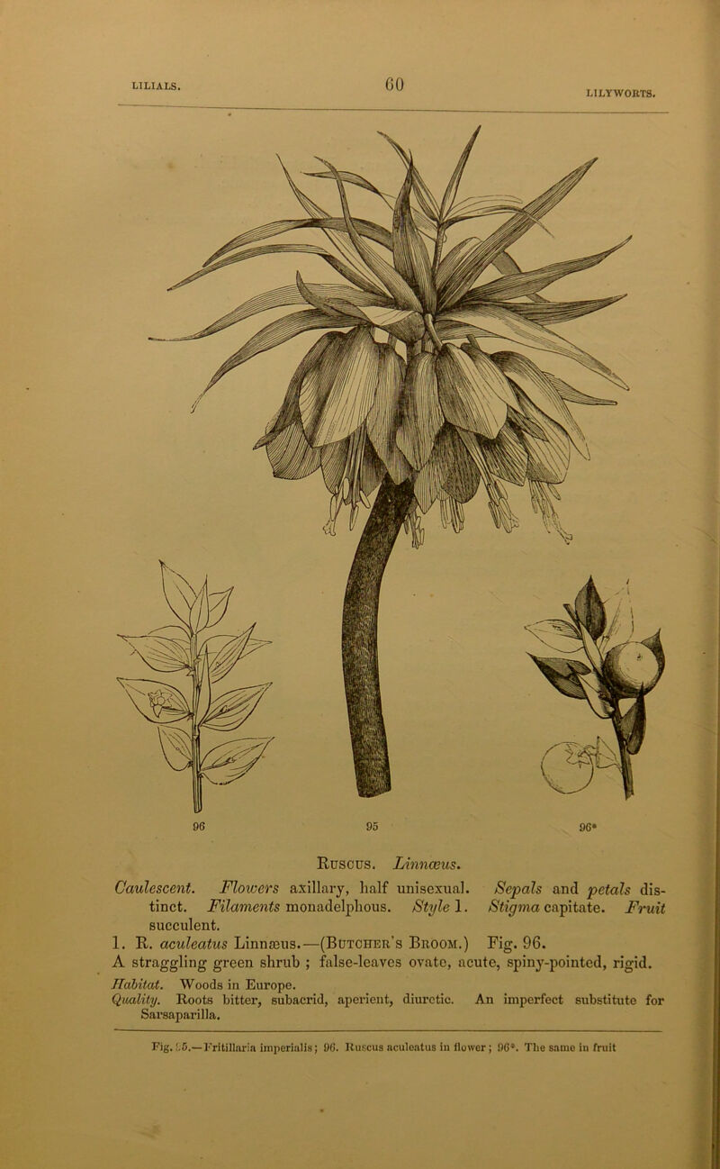 LILY WORTS. Ruscus. Linnaeus. Caulescent. Flowers axillary, half unisexual. Sepals and petals dis- tinct. Filaments monadelphous. Style 1. Stigma capitate. Fruit succulent. 1. R. aculeatus Linnaeus.—(Botcher’s Broom.) Fig. 96. A straggling green shrub ; false-leaves ovate, acute, spiny-pointed, rigid. Habitat. Woods in Europe. Quality. Roots bitter, subacrid, aperient, diuretic. An imperfect substitute for Sarsaparilla.