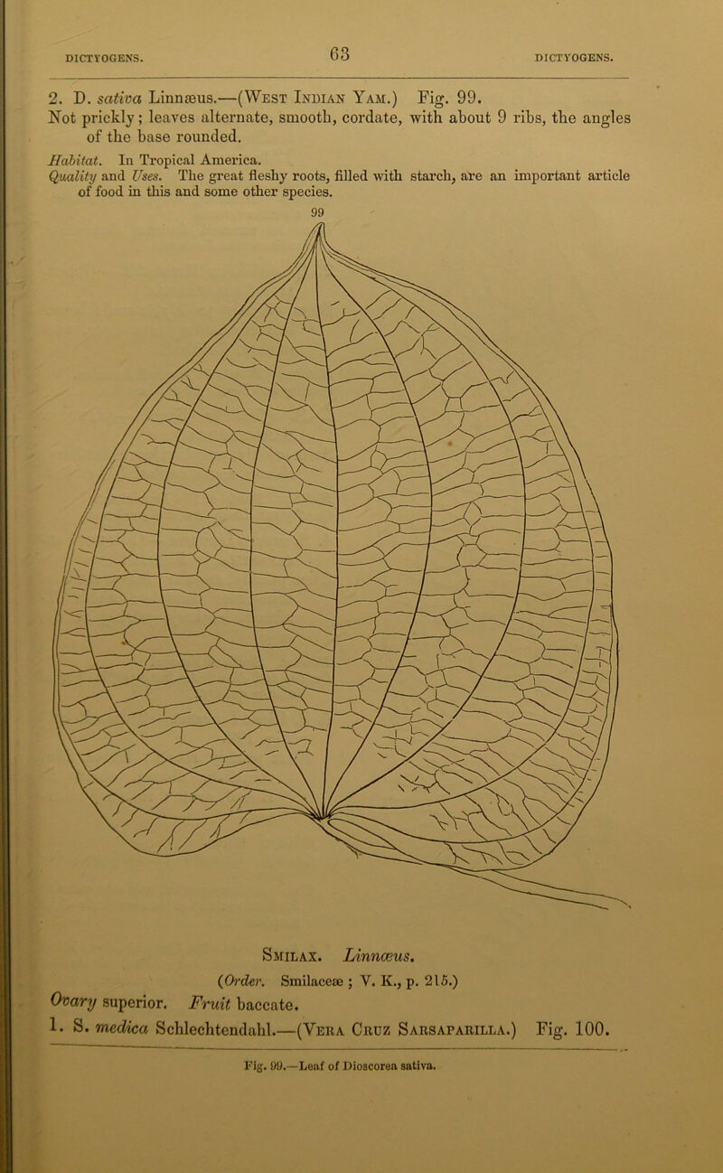 2. D. sativa Linnaeus.—(West Indian Yam.) Fig. 99. Not prickly; leaves alternate, smooth, cordate, with about 9 ribs, the angles of the base rounded. Habitat. In Tropical America. Quality and Uses. The great fleshy roots, filled with starch, are an important article of food in this and some other species. 99 Smilax. Linnaeus. (Order. Smilacese ; Y. K., p. 215.) Ovary superior. Fruit baccate. 1. S. medica Schlechtendahl.—(Vera Cruz Sarsaparilla.) Fig. 100. Fig. 99.—Leaf of Dioscorea sativa.