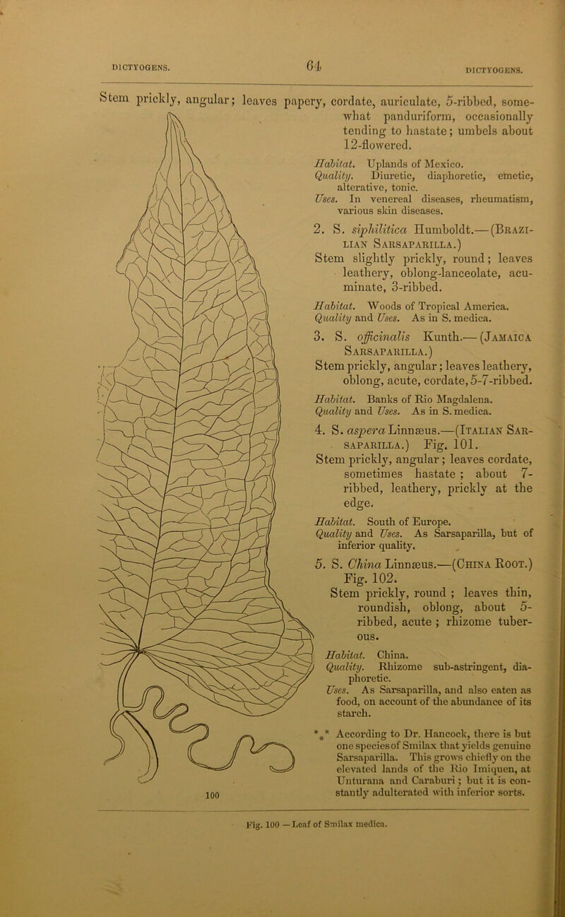 Stem prickly, angular; leaves papery, cordate, auriculate, 5-ribbed, some- what panduriform, occasionally tending to hastate; umbels about 12-flowered. Habitat. Uplands of Mexico. Quality. Diuretic, diaphoretic, emetic, alterative, tonic. Uses. In venereal diseases, rheumatism, various skin diseases. 2. S. siphilitica Humboldt.— (Brazi- lian Sarsaparilla.) Stem slightly prickly, round; leaves leathery, oblong-lanceolate, acu- minate, 3-ribbed. Habitat. Woods of Tropical America. Quality and Uses. As in S. medica. 3. S. officinalis Kunth.— (Jamaica Sarsaparilla.) Stem prickly, angular; leaves leathery, oblong, acute, cordate, 5-7-ribbed. Habitat. Banks of Rio Magdalena. Quality and Uses. As in S. medica. 4. S. aspera Linnaeus.—(Italian Sar- saparilla.) Fig. 101. Stem prickly, angular; leaves cordate, sometimes hastate ; about 7- ribbed, leathery, prickly at the edge. Habitat. South of Europe. Quality and Uses. As Sarsaparilla, hut of inferior quality. 5. S. China Linnteus.'—(China Root.) Fig. 102. Stem prickly, round ; leaves thin, roundish, oblong, about 5- ribbed, acute ; rhizome tuber- ous. Habitat. China. Quality. Rhizome sub-astringent, dia- phoretic. Uses. As Sarsaparilla, and also eaten as food, on account of the abundance of its starch. %* According to Dr. Hancock, there is but one speciesof Smilax that yields genuine Sarsaparilla. This grows chiefly on the elevated lands of the Rio Imiquen, at Unturana and Caraburi; but it is con- stantly adulterated with inferior sorts. pig. 100 — Leaf of Smilax medica.