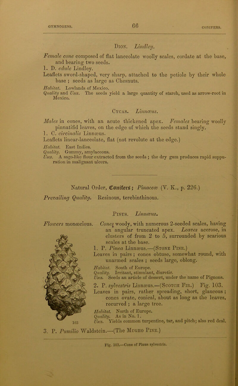 60 Dion. Lindley. Female cone composed of flat lanceolate woolly scales, cordate at the base, and bearing two seeds. 1. D. edide Lindley. Leaflets sword-shaped, very sharp, attached to the petiole by their whole base ; seeds as large as Chesnuts. Habitat. Lowlands of Mexico. Quality and Uses. The seeds yield a large quantity of starch, used as arrow-root in Mexico. Cycas. Linnaeus. Males in cones, with an acute thickened apex. Females bearing woolly pinnatifid leaves, on the edge of which the seeds stand singly. 1. C. circinalis Linmeus. Leaflets linear-lanceolate, flat (not revolute at the edge.) Habitat. East Indies. Quality. Gummy, amylaceous. Uses. A sago-like flour extracted from the seeds ; the dry gum produces rapid suppu- ration in malignant ulcers. Natural Order, Cnmfcr£; Pinacece (V. K., p. 226.) Prevailing Quality. Resinous, terehinthinous. Pinus. Linnaeus. Floivers monoecious. 103 Cones woody, with numerous 2-seeded scales, having an angular truncated apex. Leaves acerose, in clusters of from 2 to 5, surrounded by scarious scales at the base. 1. P. Pinea Linmeus.—(Stone Pine.) Leaves in pairs ; cones obtuse, somewhat round, with unarmed scales ; seeds large, oblong. Habitat. South of Europe. Quality. Irritant, stimulant, diuretic. Uses. Seeds an article of dessert, under the name of Pignons. 2. P. sylvestris Linmeus.—(Scotcii Fir.) Fig. 103. Leaves in pairs, rather spreading, short, glaucous ; cones ovate, conical, about as long as the leaves, recurved ; a large tree. Habitat. North of Europe. Quality. As in No. 1. Uses. Yields common turpentine, tar, and pitch; also red deal. 3. P. Pumilio Waldstein.—(The Mucno Pine.) Fig. 103.—Cone of Pinus sylvestris.