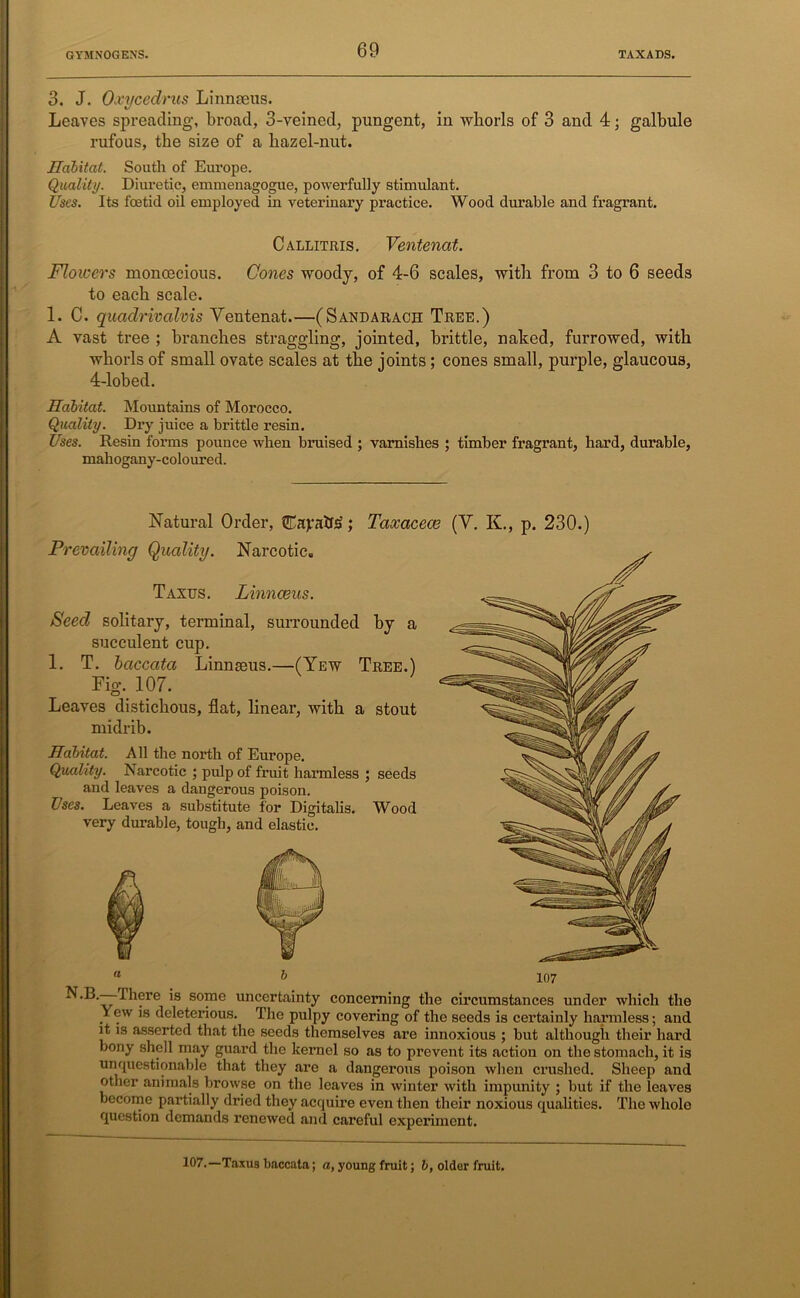 3. J. Oxycedrus Linnaeus. Leaves spreading-, broad, 3-veined, pungent, in wliorls of 3 and 4; galbule rufous, the size of a hazel-nut. Habitat. South of Europe. Quality. Diuretic, emmenagogue, powerfully stimulant. Uses. Its foetid oil employed in veterinary practice. Wood durable and fragrant. Callitris. Ventenat. Flowers monoecious. Cones woody, of 4-6 scales, with from 3 to 6 seeds to each scale. 1. C. quadrivalvis Ventenat.—(Sandarach Tree.) A vast tree ; branches straggling, jointed, brittle, naked, furrowed, with whorls of small ovate scales at the joints ; cones small, purple, glaucous, 4-lobed. Habitat. Mountains of Morocco. Quality. Dry juice a brittle resin. Uses. Resin forms pounce when bruised ; varnishes ; timber fragrant, hard, durable, mahogany-coloured. Natural Order, Eafatte; Taxacece (V. K., p. 230.) Prevailing Quality. Narcotic. Taxus. Linnaeus. Seed solitary, terminal, surrounded by a succulent cup. 1. T. baccata Linnaeus.—(Yew Tree.) Fig. 107. Leaves distichous, flat, linear, with a stout midrib. Habitat. All the north of Europe. Quality. Narcotic ; pulp of fruit harmless ; seeds and leaves a dangerous poison. Uses. Leaves a substitute for Digitalis. Wood very durable, tough, and elastic. a b 107 Ihere is some uncertainty concerning the circumstances under which the Yew is deleterious. The pulpy covering of the seeds is certainly harmless; and it is asserted that the seeds themselves are innoxious ; but although their hard bony shell may guard the kei-nel so as to prevent its action on the stomach, it is unquestionable that they are a dangerous poison when crushed. Sheep and other animals browse on the leaves in winter with impunity ; but if the leaves become partially dried they acquire even then their noxious qualities. The whole question demands renewed and careful experiment. 107.— Taxus baccata; a, young fruit; b, older fruit.