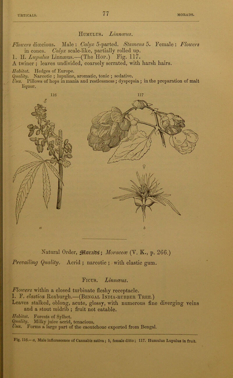 Humulus. Linnceus. Flowers dioecious. Male : Calyx 5-par ted. Stamens 5. Female : Flowers in cones. Calyx scale-like, partially rolled up. 1. H. Lupalus Linnaeus.—(The Hop.) Fig. 117. A twiner ; leaves undivided, coarsely serrated, with harsh hairs. Habitat. Hedges of Europe. Quality. Narcotic ; lupuline, aromatic, tonic ; sedative. Uses. Pillows of hops in mania and restlessness; dyspepsia ; in the preparation of malt liquor. Natural Order, $fUrratr3; Moracece (Y. K., p. 266.) Prevailing Quality. Acrid ; narcotic ; with elastic gum. Ficus. Linnaeus. Flowers within a closed turbinate fleshy receptacle. 1. F. elastica Roxburgh.—(Bengal India-rubber Tree.) Leaves stalked, oblong, acute, glossy, with numerous fine diverging veins and a stout midrib ; fruit not eatable. TIdbitat. Forests of Sylliet. Quality. Milky juice acrid, tenacious. Uses. Forms a large part of the caoutchouc exported from Bengal. Fig. 116.— a, Male inflorescence of Cannabis sativa; b, female ditto ; 117. Ilumulus Lupulus in fruit.