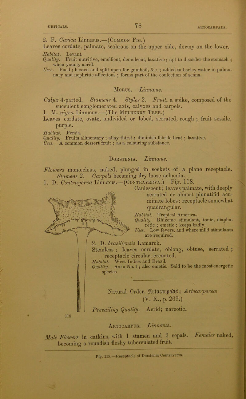 ARTOCARPADS. 2. F. Carica Linnaeus.—(Common Fig.) Leaves cordate, palmate, scabrous on the upper side, downy on the lower. Habitat. Levant. Quality. Fruit nutritive, emollient, demulcent, laxative; apt to disorder the stomach ; when young, acrid. Uses. Food ; heated and split open for gumboil, &c. ; added to barley water in pulmo- nary and nephritic affections ; forms part of the confection of senna. Morus. Linnceus. Calyx 4-parted. Stamens 4. Styles 2. Fruit, a spike, composed of the succulent conglomerated axis, calyxes and carpels. 1. M. nigra Linnaeus.—(The Mulberry Tree.) Leaves cordate, ovate, undivided or lohed, serrated, rough ; fruit sessile, purple. Habitat. Persia. Quality. Fruits alimentary ; allay thirst; diminish febrile heat ; laxative. Uses. A common dessert fruit; as a colouring substance. Dorstenia. Linnceus. Flowers monoecious, naked, plunged in sockets of a plane receptacle. Stamens 2. Carpels becoming dry loose acligenia. 1. D. Contrayerva Linnaeus.—(Contrayerva.) Fig. 118. Caulescent; leaves palmate, with deeply serrated or almost pinnatifid acu- minate lobes; receptacle somewhat quadrangular. Habitat. Tropical America. Quality. Rhizome stimulant, tonic, diapho- retic ; emetic ; keeps badly. Uses. Low fevers, and where mild stimulants are required. 2. D. brasiliensis Lamarck. Stemless ; leaves cordate, oblong, obtuse, serrated ; receptacle circular, crenated. Habitat. West Indies and Brazil. Quality. As in No. 1; also emetic. Said to be tire most energetic species. Natural Order, grtnrarjmtlj*; Artocarpacece (V. K., p. 269.) Prevailing Quality. Acrid; narcotic. 118 ARTOCARrus. Linnceus. Male Flowers in catkins, with 1 stamen and 2 sepals. Females naked, becoming a roundish fleshy tuberculated fruit. Fig. 118.—Receptacle of Dorstenia Contrayerva.