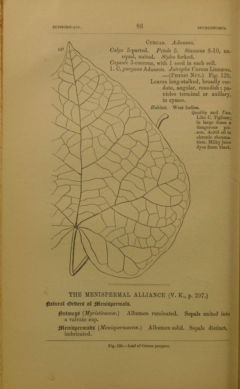 KUI'HOIUU A I.S. 80 SPimuKWORTS. Cuiicas. Adanson. Calyx o-parted. Petals 5. Stamens S-10, un- equal, united. Styles forked. Capsule 3-eoccous, with 1 seed in each cell. 1. C.purgans Adanson. Jatropha Curcas Linmeus. —(Physio Nut.) Fig. 129. Leaves long-stalked, broadly cor- date, angular, roundish; pa- nicles terminal or axillary, in cymes. Habitat. West Indies. Qualitij and Uses. Like C. Tiglium; in large doses a dangerous poi- . son. Acrid oil in chronic rheuma- tism. Milky juice dyes linen black. THE MENISPERMAL ALLIANCE (V. K., p. 297.) Natural Ortrrrs nf iHrnts'prnnals'. f)utmr(j!j [Myristicacece.) Albumen ruminated. Sepals united into a valvate cup. iHrnts'prrmabs' [Menispermacece.) Albumen solid. Sepals distinct, imbricated. Fig. 129.—Leaf of Curcas purgnns.