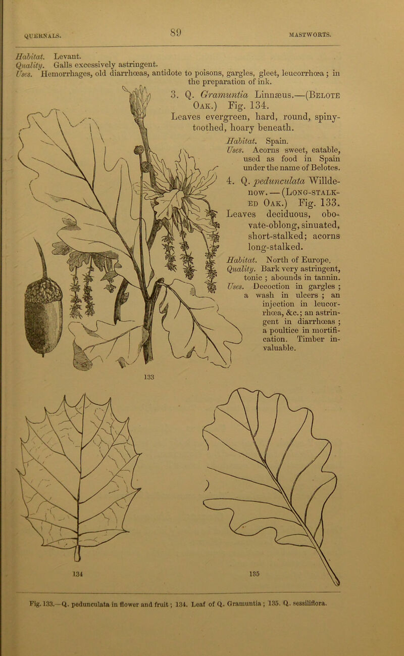 QUERN ALS. MASTWORTS. Habitat. Levant. Quality. Galls excessively astringent. Uses. Hemorrhages, old diarrhoeas, antidote to poisons, gargles, gleet, leucorrhoea; in the preparation of ink. Q. Gramuntia Linnaeus.—(Belote Oak.) Fig. 134. Leaves evergreen, hard, round, spiny- toothed, hoary beneath. Habitat. Spain. Uses. Acorns sweet, eatable, used as food in Spain under the name of Belotes. Q. pedunculata Willde- now. — (Long-stalk- ed Oak.) Fig. 133. Leaves deciduous, obo- vate-ohlong, sinuated, short-stalked; acorns long-stalked. Habitat. North of Europe. Quality. Bark very astringent, tonic ; abounds in tannin. Uses. Decoction in gargles ; a wash in ulcers ; an injection in leucor- rhoea, &c.; an astrin- gent in diarrhoeas ; a poultice in mortifi- cation. Timber in- valuable. 133 Fig. 133.—Q. pedunculata in flower and fruit; 134. Leaf of Q,. Gramuntia ; 135. 0,. sessiliflora.