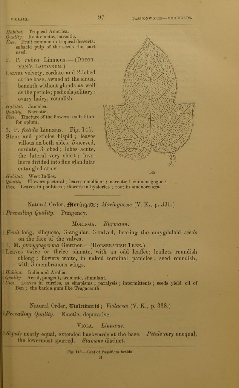 'IOLALS. Habitat. Tropical America. Quality. Root emetic, narcotic. Uses. Fruit common in tropical desserts: subacid pulp of the seeds the part used. 2. P. rubra Linnaeus.— (Dutch- man's Laudanum.) Leaves velvety, cordate and 2-lobed at the base, awned at the sinus, beneath without glands as well as tlie petiole; pedicels solitary; ovary hairy, roundish. Habitat. Jamaica. Quality. Narcotic. Uses. Tincture of the flowers a substitute for opium. 3. P. foetida Linnaeus. Fig. 145. Stem and petioles hispid ; leaves villous on both sides, 5-nerved, cordate, 3-lobed ; lobes acute, the lateral very short ; invo- lucre divided into fine glandular entangled arms. Habitat. West Indies. Quality. Flowers pectoral; leaves emollient ; narcotic ? emmenagogue ? Uses. Leaves in poultices ; flowers in hysterics ; root in amenorrhoea. Natural Order, iHortnfjAti's; Moringacece (V. K., p. 336.) Prevailing Quality. Pungency. Moringa. Burmann. Fruit long, siliquose, 3-angular, 3-valved, bearing the amygdaloid seeds on the face of the valves. 1. M. pterygosperma Gtertner.—(Horseradish Tree.) Leaves twice or thrice pinnate, with an odd leaflet; leaflets roundish oblong ; flowers white, in naked terminal panicles ; seed roundish, with 3 membranous wings. Habitat. India and Arabia. Quality. Acrid, pungent, aromatic, stimulant. Uses. Leaves in curries, as sinapisms ; paralysis ; intermittents ; seeds yield oil of Ben ; the bark a gum like Tragacanth. Natural Order, SUhnlrttoarte ; Violacece (V. K., p. 338.) i Prerailing Quality. Emetic, depurative. Viola. Linnceus. Sepals nearly equal, extended backwards at the base. Petals very unequal, the lowermost spurred. Stamens distinct. l;ig. 145.—Leaf of Raasifiora foetida. H