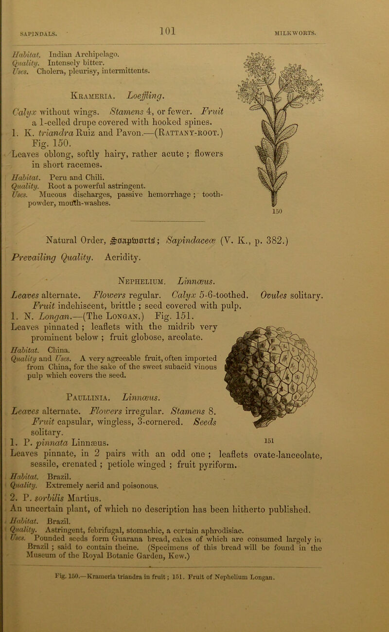 Habitat. Indian Archipelago. Quality. Intensely bitter. Uses. Cholera, pleurisy, intermittents. Krameria. Loeffling. Calyx without wings. Stamens 4, or fewer. Fruit a 1-celled drupe covered with hooked spines. 1. K. triandra Ruiz and Pavon.—(Rattany-root.) Fig. 150. Leaves oblong, softly hairy, rather acute ; flowers in short racemes. Habitat. Peru and Chili. Quality. Root a powerful astringent. Uses. Mucous discharges, passive hemorrhage; tooth- powder, mouth-washes. Natural Order, ^aap to arts'; Sapindacece (Y. K., p. 382.) Prevailing Quality. Acridity. Nephelium. Linnaeus. Leaves alternate. Flowers regular. Calyx 5-6-toothed. Omdes solitary. Fruit indehiscent, brittle ; seed covered with pulp. 1. N. Longan.—(The Longan.) Fig. 151. Leaves pinnated ; leaflets with the midrib very prominent below ; fruit globose, areolate. Habitat. China. Quality and Uses. A very agreeable fruit, often imported from China, for the sake of the sweet subacid vinous pulp which covers the seed. Paullinia. Linnaeus. Leaves alternate. Flowers irregular. Stamens 8. Fruit capsular, wingless, 3-cornered. Seeds solitary. 1. P. pinnata Linnmus. Leaves pinnate, in 2 pairs with an odd one ; leaflets ovate-lanceolate, sessile, crenated ; petiole winged ; fruit pyriform. Habitat. Brazil. Quality. Extremely acrid and poisonous. 2. P. sorbilis Martius. An uncertain plant, of which no description has been hitherto published. Habitat. Brazil. Quality. Astringent, febrifugal, stomachic, a certain aphrodisiac. Uses. Pounded seeds form Guarana bread, cakes of which are consumed largely in Brazil ; said to contain theine. (Specimens of this bread will be found in the Museum of the Royal Botanic Garden, Kew.) Fig. 150.—Krameria triandra in fruit; 151. Fruit of Nephelium Longan.