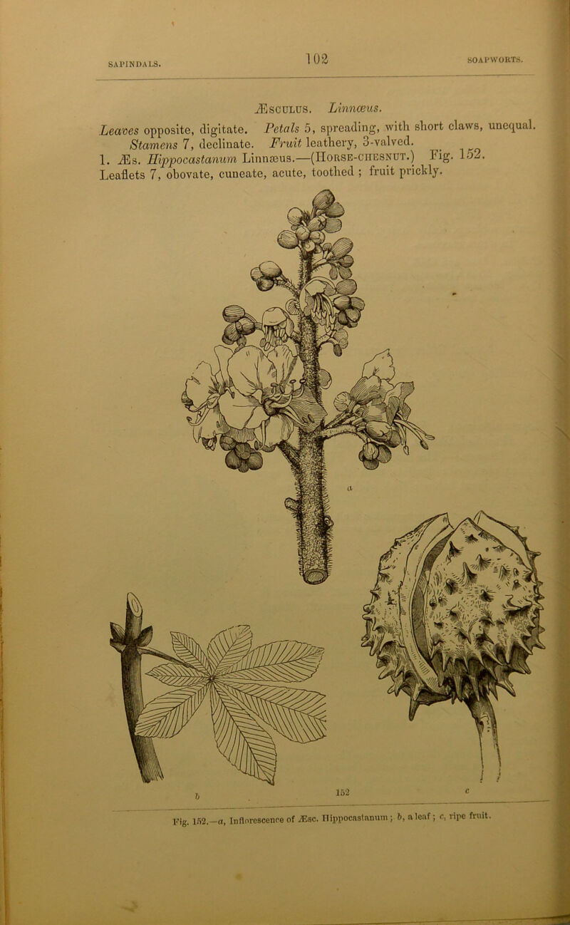 103 SOAPWORTS. TEsculus. Linnaeus. Leaves opposite, digitate. Petals 5, spreading, with short claws, unequal. Stamens 7, declinate. Fruit leathery, 3-valved. 1. yEs. Ilippocastanum Linnaeus.—(IIorse-ciiesnut.) Fig. 1«j2. Leaflets 7, obovate, cuneate, acute, toothed ; fruit prickly. Vig. 152.—a, Inflorescence of ./Esc. Flippocastanum; 6, a leaf; c, ripe fruit.