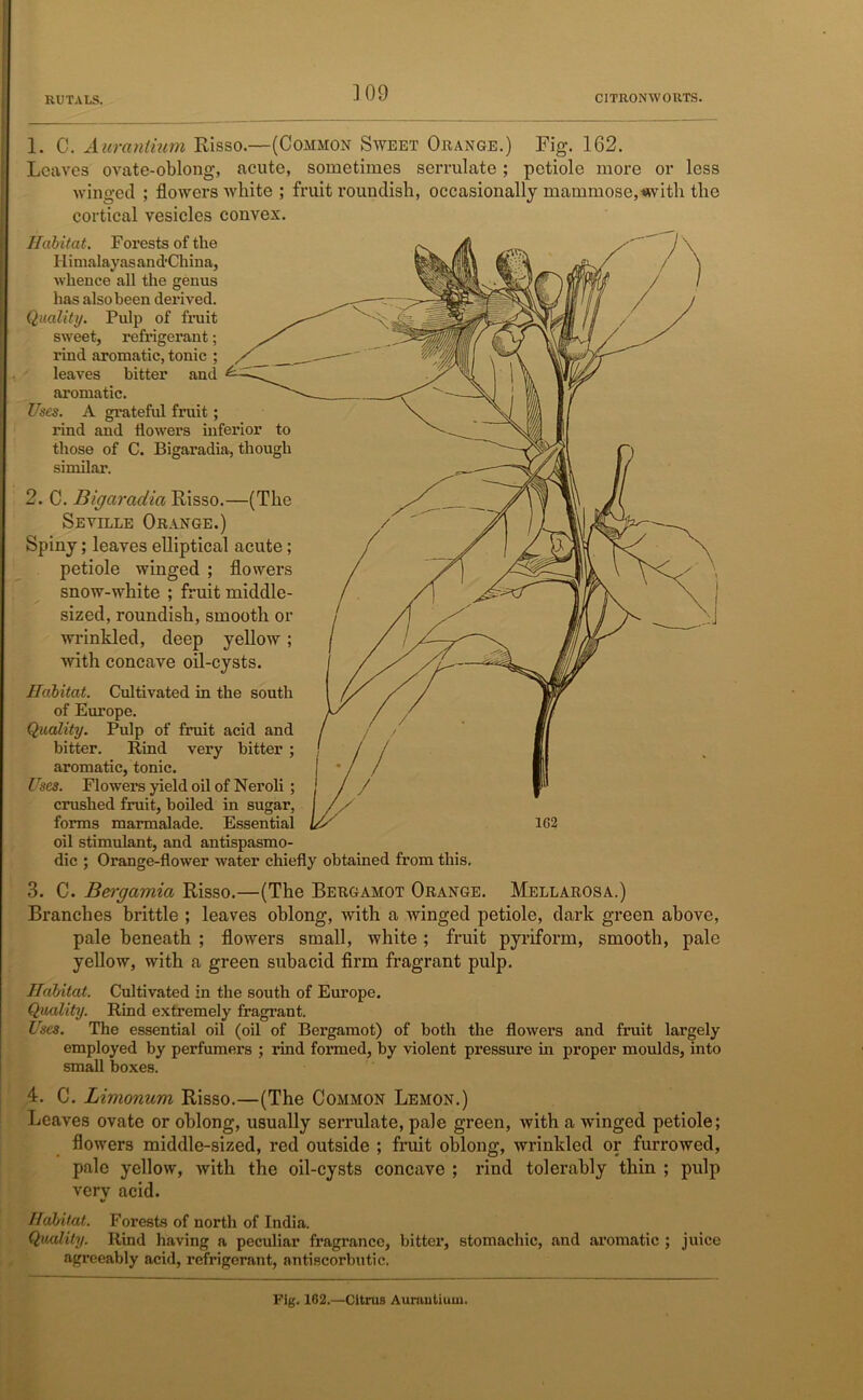 ] 09 1. C. Auraniium Risso.—(Common Sweet Orange.) Fig. 1G2. Leaves ovate-oblong, acute, sometimes serrulate; petiole more or less winged ; flowers white ; fruit roundish, occasionally mammose, with the .cortical vesicles convex. Habitat. Himalayas and'China, whence all the genus has also been derived. Quality. Pulp of fruit sweet, refrigerant; rind aromatic, tonic ; leaves bitter and aromatic. Uses. A grateful fruit; rind and flowers inferior to those of C. Bigai’adia, though similar. 2. C. Bigaradia Risso.—(The Seville Orange.) Spiny; leaves elliptical acute ; petiole winged ; flowers snow-white ; fruit middle- sized, roundish, smooth or wrinkled, deep yellow; with concave oil-cysts. Habitat. Cultivated in the south of Europe. Quality. Pulp of fruit acid and bitter. Rind very bitter ; aromatic, tonic. Uses. Flowers yield oil of Neroli ; crushed fruit, boiled in sugar, forms marmalade. Essential oil stimulant, and antispasmo- dic ; Orange-flower water chiefly obtained from this. 3. C. Bergamia Risso.—(The Bergamot Orange. Mellarosa.) Branches brittle ; leaves oblong, with a winged petiole, dark green above, pale beneath ; flowers small, white; fruit pyriform, smooth, pale yellow, with a green subacid firm fragrant pulp. Habitat. Cultivated in the south of Europe. Quality. Rind extremely fragrant. Uses. The essential oil (oil of Bergamot) of both the flowers and fruit largely employed by perfumers ; rind formed, by violent pressure in proper moulds, into small boxes. 4. C. Limonum Risso.—(The Common Lemon.) Leaves ovate or oblong, usually serrulate, pale green, with a winged petiole; flowers middle-sized, red outside ; fruit oblong, wrinkled or furrowed, pale yellow, with the oil-cysts concave ; rind tolerably thin ; ptdp very acid. Habitat. Forests of north of India. Quality. Rind having a peculiar fragrance, bitter, stomachic, and aromatic ; juice agreeably acid, refrigerant, antiscorbutic. Pig. 162.—Citrus Aunuitiuui.