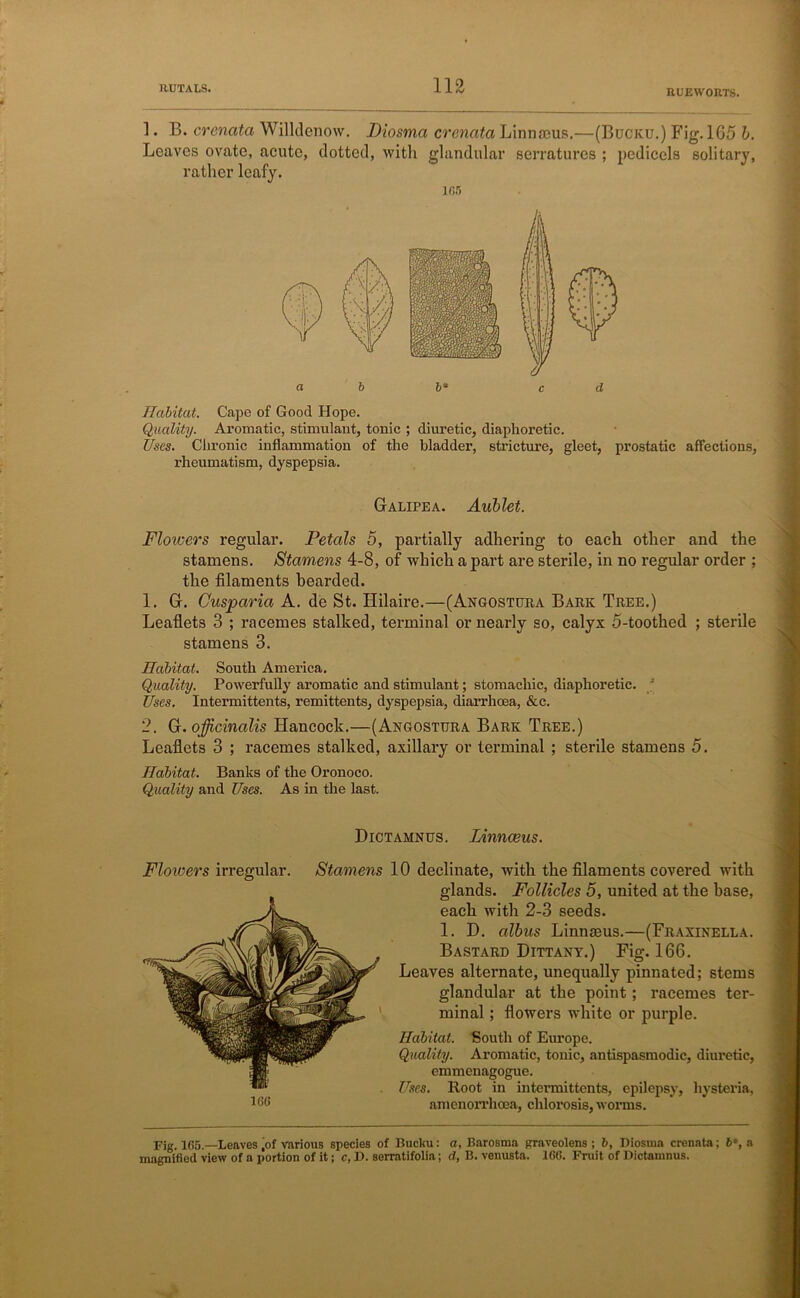 B.UEW0RTS. 1. B. crenata Willdenow. Diosma crenata Linnaeus.—(Bucku.) Fig. 165 b. Leaves ovate, acute, clotted, with glandular serratures ; pedicels solitary, rather lcafv. 165 Habitat. Cape of Good Hope. Quality. Aromatic, stimulant, tonic ; diuretic, diaphoretic. Uses. Chronic inflammation of the bladder, stricture, gleet, prostatic affections, rheumatism, dyspepsia. Galipea. Aublet. Flowers regular. Petals 5, partially adhering to each other and the stamens. Stamens 4-8, of which a part are sterile, in no regular order ; the filaments bearded. 1. G. Cusparia A. de St. Hilaire.—(Angostura Bark Tree.) Leaflets 3 ; racemes stalked, terminal or nearly so, calyx 5-toothed ; sterile stamens 3. Habitat. South America. Quality. Powerfully aromatic and stimulant; stomachic, diaphoretic.  Uses. Intermittents, remittents, dyspepsia, diarrhoea, &c. 2. G. officinalis Hancock.—(Angostura Bark Tree.) Leaflets 3 ; racemes stalked, axillary or terminal ; sterile stamens 5. Habitat. Banks of the Oronoco. Quality and Uses. As in the last. Dictamnus. IAnnceus. Flowers irregular. Stamens 10 declinate, with the filaments covered with glands. Follicles 5, united at the base, each with 2-3 seeds. 1. D. albus Linnaeus.—(Fraxinella. Bastard Dittany.) Fig. 166. Leaves alternate, unequally pinnated; stems glandular at the point; racemes ter- minal ; flowers white or purple. Habitat. South of Europe. Quality. Aromatic, tonic, antispasmodic, diuretic, emmenagogue. Uses. Root in intermittents, epilepsy, hysteria, amenorrhoea, chloi'osis, worms. Fig. 165.—Leaves (of various species of Bucku: a, Barosma graveolens ; b, Diosma crenata; 6*, a magnified view of a portion of it; c, D. sorratifolia; d, B. venusta. 166. Fruit of Dictamnus.