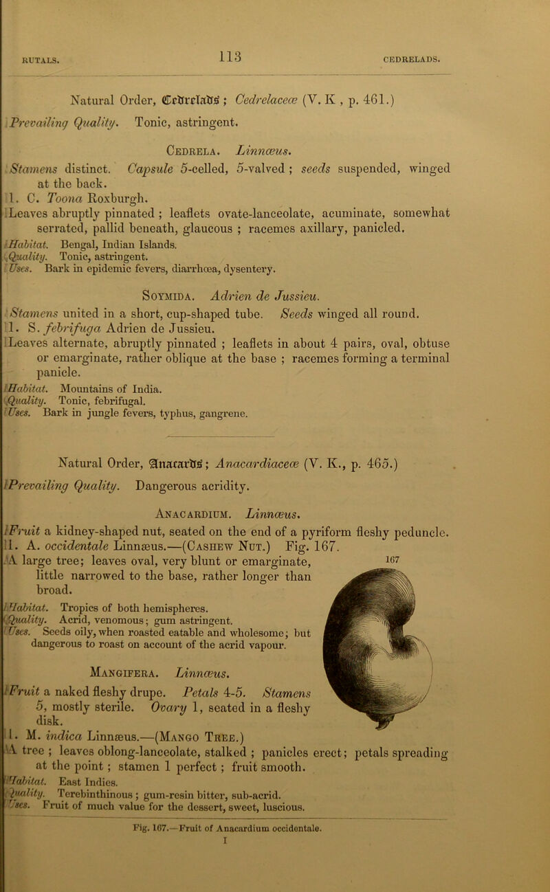 Natural Order, Crtfrrlatts'; Cedrelaceae (V. K , p. 4-61.) Prevailing Quality. Tonic, astringent. Cedrela. Linnaeus. Stamens distinct. Capsule 5-celled, 5-valved ; seeds suspended, winged at the back. 1. C. Toona Roxburgh. .Leaves abruptly pinnated ; leaflets ovate-lanceolate, acuminate, somewhat serrated, pallid beneath, glaucous ; racemes axillary, panicled. ■Habitat. Bengal, Indian Islands. .Quality. Tonic, astringent. Uses. Bark in epidemic fevers, diarrhoea, dysentery. Soymida. Adrien de Jussieu. Stamens united in a short, cup-shaped tube. Seeds winged all round. 1. S. febrifuga Adrien de Jussieu. Leaves alternate, abruptly pinnated ; leaflets in about 4 pairs, oval, obtuse or emarginate, rather oblique at the base ; racemes forming a terminal panicle. Habitat. Mountains of India. \Quality. Tonic, febrifugal. Uses. Bark in jungle fevers, typhus, gangrene. Natural Order, gnacarbs; Anacardiaceae (V. K., p. 465.) i Prevailing Quality. Dangerous acridity. Anacardium. Linnaeus. : Fruit a kidney-shaped nut, seated on the end of a pyriform fleshy peduncle. 11. A. occidentale Linnaeus.—(Cashew Ndt.) Fig. 167. A large tree; leaves oval, very blunt or emarginate, little narrowed to the base, rather longer than broad. I Habitat. Tropics of both hemispheres. '.Quality. Acrid, venomous; gum astringent. Uses. Seeds oily, when roasted eatable and wholesome; but dangerous to roast on account of the acrid vapour. Mangifera. Linnaeus. l Fruit a naked fleshy drupe. Petals 4-5. Stamens 5, mostly sterile. Ovary 1, seated in a fleshy disk. 1. M. indica Linnaeus.—(Mango Tree.) 'A tree ; leaves oblong-lanceolate, stalked ; panicles erect; petals spreading at the point; stamen 1 perfect; fruit smooth. Habitat. East Indies. Quality. Terebinthinous ; gum-resin bitter, sub-acrid. r'ses. Fruit of much value for the dessert, sweet, luscious. Fig. 167.—Fruit of Anacardium occidentale. I