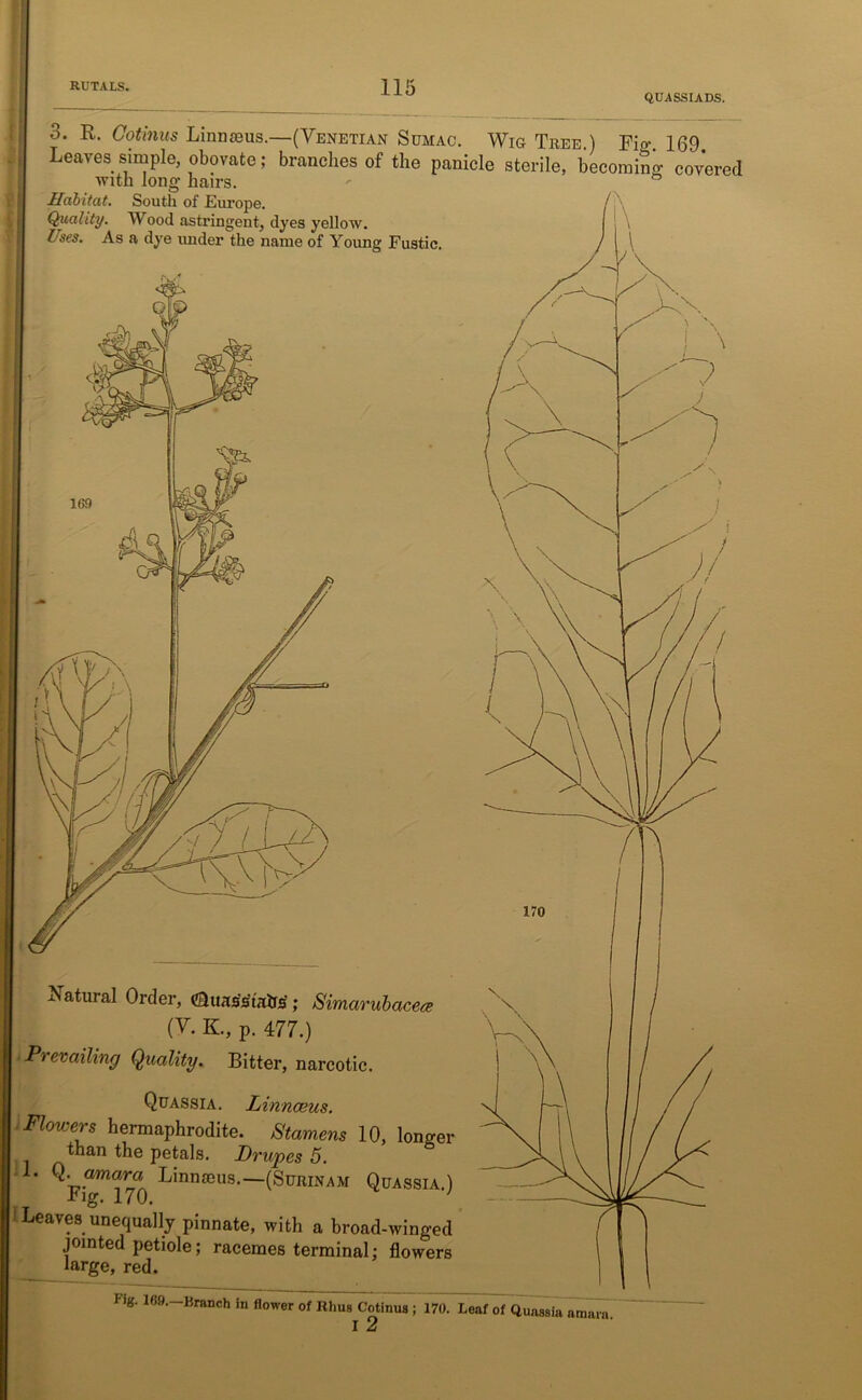 QUASSIADS. Natural Order, (Quasstatrs; Simarubacea (Y. K, p. 477.) Prevailing Quality. Bitter, narcotic. Quassia. Linnceus. Flov-ers hermaphrodite. Stamens 10, longer than the petals. Drupes 5. L Linnaeus.—(Surinam Quassia.) -Fig. 170. ' Leaves unequally pinnate, with a broad-winged jointed petiole; racemes terminal; flowers large, red. 3. R. Cotinus Linnaeus.—(Venetian Sumac. Wig Tree.) Fio-. 169 Leaves simple, obovate; branches of the panicle sterile, becoming covered with long hairs. ° Habitat. South of Europe. Quality. Wood astringent, dyes yellow. Uses. As a dye under the name of Young Fustic. Fig. 169. Branch in flower of Rims Cotinus ; 170. Leaf of Quassia atnarn I 2