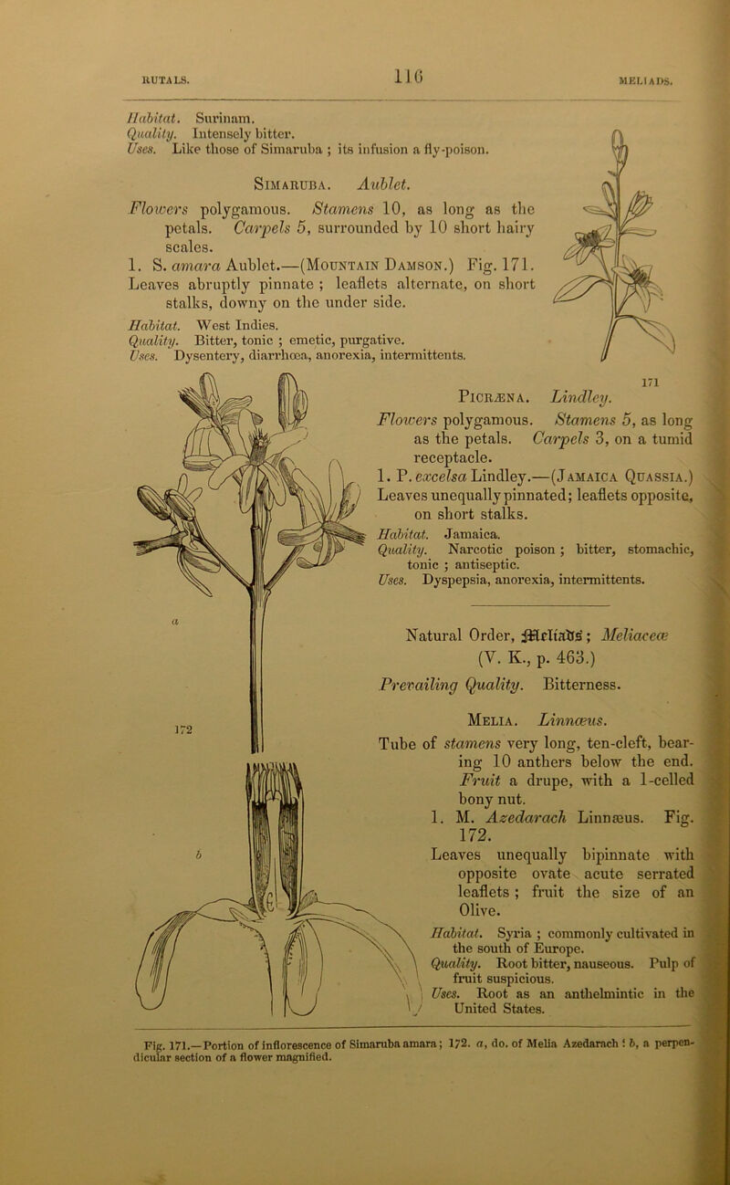 11G Habitat. Surinam. Quality. Intensely bitter. Uses. Like those of Simaruba ; its infusion a fly-poison. Simaruba. Aublet. Flowers polygamous. Stamens 10, as long as the petals. Carpels 5, surrounded by 10 short hairy scales. 1. S. amara Aublet.—(Mountain Damson.) Fig. 171. Leaves abruptly pinnate ; leaflets alternate, on short stalks, downy on the under side. Habitat. West Indies. Quality. Bitter, tonic ; emetic, purgative. Uses. Dysentery, diarrhoea, anorexia, intermittents. 171 Picrjena. Lindley. Floicers polygamous. Stamens 5, as long as the petals. Carpels 3, on a tumid receptacle. 1. P. excelsa Lindley.—(Jamaica Quassia.) Leaves unequally pinnated; leaflets opposite, on short stalks. Habitat. Jamaica. Quality. Narcotic poison; bitter, stomachic, tonic ; antiseptic. Uses. Dyspepsia, anorexia, intermittents. Natural Order, jHrltalJs ; Meliacece (V. K., p. 463.) Prexwdling Quality. Bitterness. Fig. Melia. Linnasus. Tube of stamens very long, ten-cleft, bear- ing 10 anthers below the end. Fruit a drupe, with a 1-celled bony nut. 1. M. Azedaracli Linnaeus 172. Leaves unequally bipinnate with opposite ovate acute serrated leaflets ; fruit the size of an Olive. Habitat. Syria ; commonly cultivated in the south of Europe. Quality. Root bitter, nauseous. Pulp of fruit suspicious. Uses. Root as an anthelmintic in the United States. Fig. 171.—Portion of inflorescence of Simaruba amara; 172. a, do. of Melia Azedaracli! 6, a perpen- dicular section of a flower magnified.