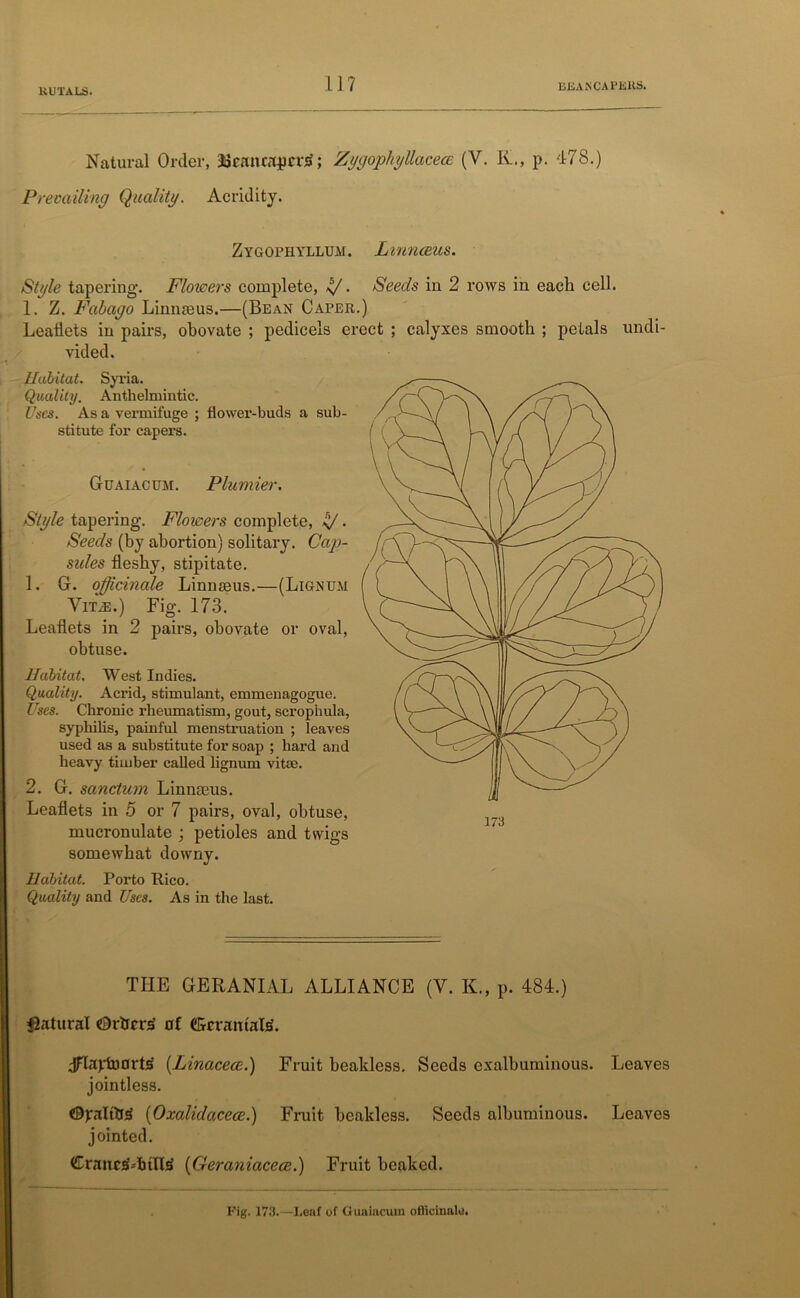 1 J 7 BEAN CAPERS, Natural Order, JScanaqirrtf; Zygophyllacece (V. K., p. 478.) Prevailing Quality. Acridity. Zygophyllum. Linnaeus. Style tapering. Flowers complete, Iff • Seeds in 2 rows in each cell. 1. Z. Fabago Limueus.—(Bean Caper.) Leaflets in pairs, obovate ; pedicels erect ; calyxes smooth ; petals undi- vided. Habitat. Syria. Quality. Anthelmintic. Uses. As a vermifuge ; flower-buds a sub- stitute for capers. Guaiacum. Plumier. Style tapering. Flowers complete, Iff. Seeds (by abortion) solitary. Cap- sules fleshy, stipitate. 1. G. officinale Linmeus.—(Lignum Vita;.) Fig. 173. Leaflets in 2 pairs, obovate or oval, obtuse. Habitat. West Indies. Quality. Acrid, stimulant, emmenagogue. Uses. Chronic rheumatism, gout, scrophula, syphilis, painful menstruation ; leaves used as a substitute for soap ; hard and heavy timber called lignum vitse. 2. G. sanctum Linnceus. Leaflets in 5 or 7 pairs, oval, obtuse, mucronulate ; petioles and twigs somewhat downy. Habitat. Porto Rico. Quality and Uses. As in the last. THE GERANIAL ALLIANCE (V. K., p. 484.) Natural Ortirn. of (GrrantaI4. dflaplnorte (Linacece.) Fruit bealdess. Seeds exalbuminous. Leaves jointless. ©prtttte (Oxalidacece.) Fruit beakless. Seeds albuminous. Leaves jointed. Cranc^-'htllsi (Geraniacece.) Fruit beaked. Fig. 173.—Leaf of Guaiacum officinale.