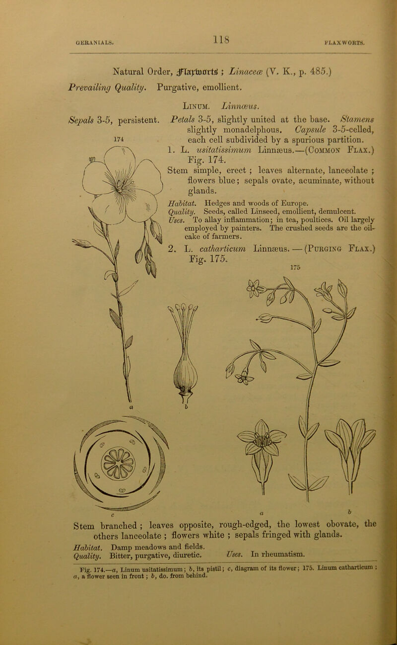 CiKRANlALS. I'LAX WORTS. Natural Order, Jflajrtonrte ; Linacece (V. K., p. 485.) Prevailing Quality. Purgative, emollient. Linum. Linnaeus. Sepals 3-5, persistent. Petals 3-5, slightly united at the base. Stamens slightly monadelphous. Capsule 3-5-celled, each cell subdivided by a spurious partition. 1. L. usitatissimum Linnseus.—(Common Flax.) Fig. 174. Stem simple, erect ; leaves alternate, lanceolate ; flowers blue; sepals ovate, acuminate, without glands. Habitat. Hedges and woods of Europe. Quality. Seeds, called Linseed, emollient, demulcent. Uses. To allay inflammation; in tea, poultices. Oil largely employed by painters. The crushed seeds are the oil- cake of farmers. 2. L. catharticum Fig. 175. Linnmus.—(Purging Flax.) Stem branched ; leaves opposite, rough-edged, the lowest obovate, the others lanceolate ; flowers white ; sepals fringed with glands. Habitat. Damp meadows and fields. Quality. Bitter, purgative, diuretic. Uses. In rheumatism. Fig. 174.—a, Linum usitatissimum; 6, its pistil; c, diagram of its flower; 175. Linum catharticum , a, a flower seen in front; b, do. from behind.