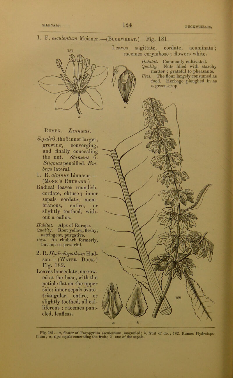 BUCKWHEATS, 1. F. esculentum Meisner.— Rumex. Linnceus. Sepals 6, the 3 inner larger, growing, converging, and finally concealing the nut. Stamens 6. Stigmas pencilled. Em- bryo lateral. 1. R. alpinus Linnteus.— (Monk’s Rhubarb.) Radical leaves roundish, cordate, obtuse ; inner sepals cordate, mem- branous, entire, or slightly toothed, with- out a callus. Habitat. Alps of Europe. Quality. Root yellow, fleshy, astringent, purgative. Uses. As rhubarb formerly, but not so powerful. 2. R. Hydrolapathum Hud- son.—(Water Dock.) Fig. 182. Leaves lanceolate, narrow- ed at the base, with the petiole flat on the upper side; inner sepals ovate- triangular, entire, or slightly toothed, all cal- liferous ; racemes pani- cled, leafless. (Buckwheat.) Fig. 181. Leaves sagittate, cordate, acuminate; racemes corymbose ; flowers white. Habitat. Commonly cultivated. Quality. Nuts filled with starchy matter ; grateful to pheasants. Uses. The flour largely consumed as food. Herbage ploughed in as a gi’een-crop. Fig. 181.—a, flower of Fagopyrum esculentum, magnified; 6, fruit of do.; 182. Rumex ITydrolapa- thum ; a, ripe sepals concealing the fruit; b, one of the sepals.