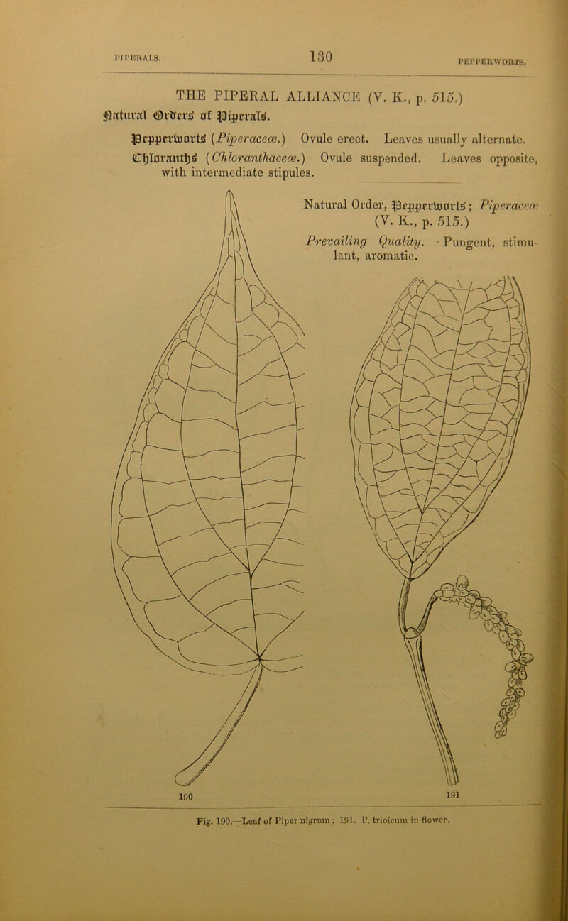 PEPPER WORTS. THE PIPERAL ALLIANCE (V. K., p. 515.) Natural dhtartf nf pltpcraR 13rppcrhiorte (Piper acece.) Ovule erect. Leaves usually alternate. CljIuvantT^ (Chloranthacece.) Ovule suspended. Leaves opposite, with intermediate stipules. Natural Order, 13rpprvh)flrts'; Piperacece (V. K., p. 515.) Prevailing Quality. - Pungent, stimu- lant, aromatic. Fig. 190.—Leaf of Piper nigrum; 191. P. trloicum in flower