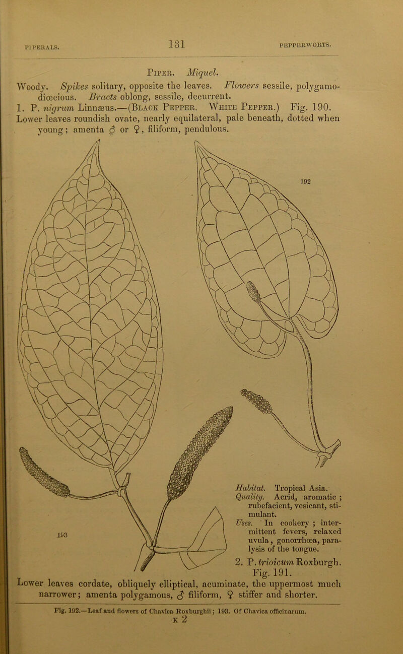 PI PER A LS. Piper. Miquel. Woody. Spikes solitary, opposite the leaves. Flowers sessile, polygamo- dioecious. Bracts oblong, sessile, decurrent. 1. P. nigrum Linnaeus.—(Black Pepper. White Pepper.) Fig. 190. Lower leaves roundish ovate, nearly equilateral, pale beneath, dotted when young; amenta 0 or $, filiform, pendulous. Habitat. Tropical Asia. Quality. Acrid, aromatic ; rubefacient, vesicant, sti- mulant. Uses. In cookery ; inter- mittent fevers, relaxed uvula, gonorrhoea, para- lysis of the tongue. 2. P. trioicum Roxburgh. Fig. 191. Lower leaves cordate, obliquely elliptical, acuminate, the uppermost much narrower; amenta polygamous, <$ filiform, 9 stiffen aud shorter. Fig. 192.—Leaf and flowers of Cliavica Roxburgh)!; 193. Of Chnvicn officinarum, K 2