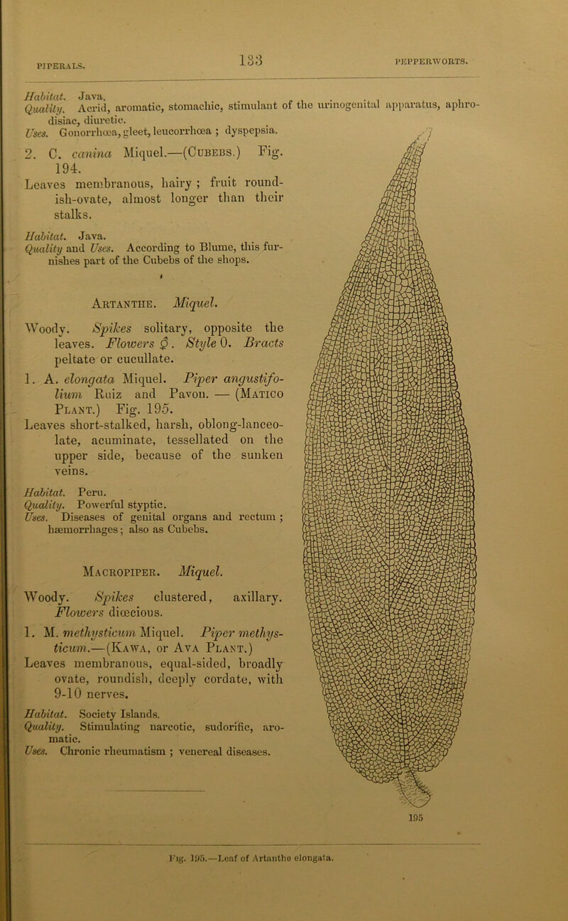 Habitat. Java. . Quality. Acrid, aromatic, stomachic, stimulant of the unnogeuital apparatus, aphro- disiac, diuretic. Uses. Gonorrhoea, gleet, leucorrhoea ; dyspepsia. 2. C. canina Miquel.—(Cubebs.) Fig. 194. Leaves membranous, hairy ; fruit round- ish-ovate, almost longer than their stalks. Habitat. Java. Quality and Uses. According to Blume, this fur- nishes part of the Cubebs of the shops. Artanthe. Miquel. Woody. Spikes solitary, opposite the leaves. Flowers 0. Style 0. Bracts peltate or cucullate. 1. A. eloncjata Miquel. Piper angustifo- lium Ruiz and Pavon. — (Matico Plant.) Fig. 195. Leaves short-stalked, harsh, oblong-lanceo- late, acuminate, tessellated on the upper side, because of the sunken veins. Habitat. Peru. Quality. Powerful styptic. Uses. Diseases of genital organs and rectum ; haemorrhages; also as Cubebs. Macropiper. Miquel. Woody. Spikes clustered, axillary. Floivers dioecious. 1. M. methysticmn Miquel. Piper methys- ticum.—(Kawa, or Ava Plant.) Leaves membranous, equal-sided, broadly ovate, roundish, deeply cordate, with 9-10 nerves. Habitat. Society Islands. Quality. Stimulating narcotic, sudorific, aro- matic. Uses. Chronic rheumatism ; venereal diseases. 195 • 0 Pig. 196.—Leaf of Artanthe elongata.