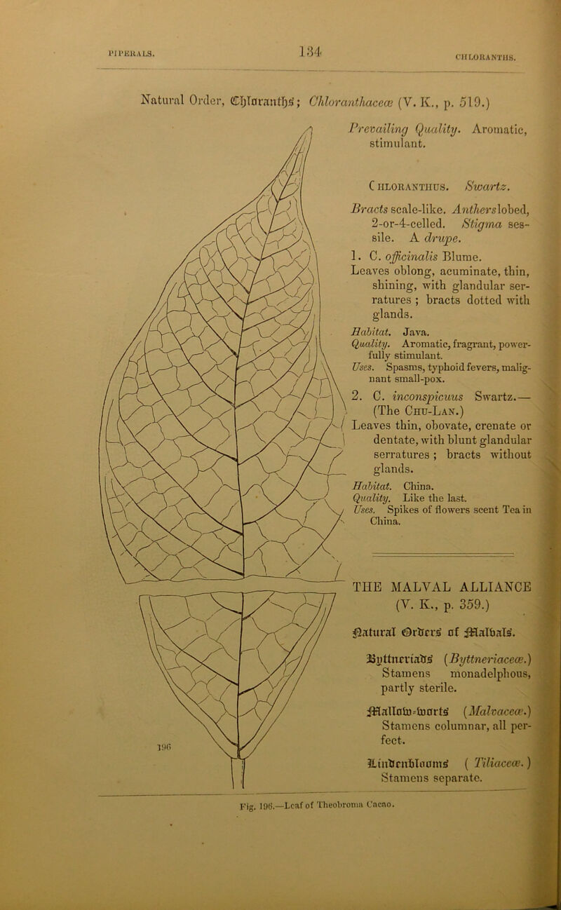 1'11‘KHALS. CIILORANTIIS. 134 Natural Order, CIjTflrattHjS > Chloranthacece (V. K., p. 519.) Prevailing Quality. Aromatic, stimulant. C HLORANTllus. Swartz. Bracts scale-like. Ant/jers lobed, 2-or-4-cellcd. Stigma ses- sile. A drupe. 1. C. officinalis Blume. Leaves oblong, acuminate, thin, shining, with glandular ser- ratures ; bracts dotted with Habitat. Java. Quality. Aromatic, fragrant, power- fully stimulant. Uses. Spasms, typhoid fevers, malig- nant small-pox. 2. C. inconspicuus Swartz.— (The Chu-Lan.) Leaves thin, obovate, crenate or dentate, with blunt glandular serratures ; bracts without glands. Habitat. China. Quality. Like the last. Uses. Spikes of flowers scent Tea in China. THE MALVAL ALLIANCE (Y. K., p. 359.) Natural Others nf fHalbals. ijuUncvtatrs (Byttneriacece.) Stamens monadelphous, partly sterile. iHallnhi-hiarts [Malvaceae.) Stamens columnar, all per- fect. JlinbrnblnuwS ( Tiliaccce.) Stamens separate. j.'jg. jgtj.—Leaf of Theobronm Cacao.