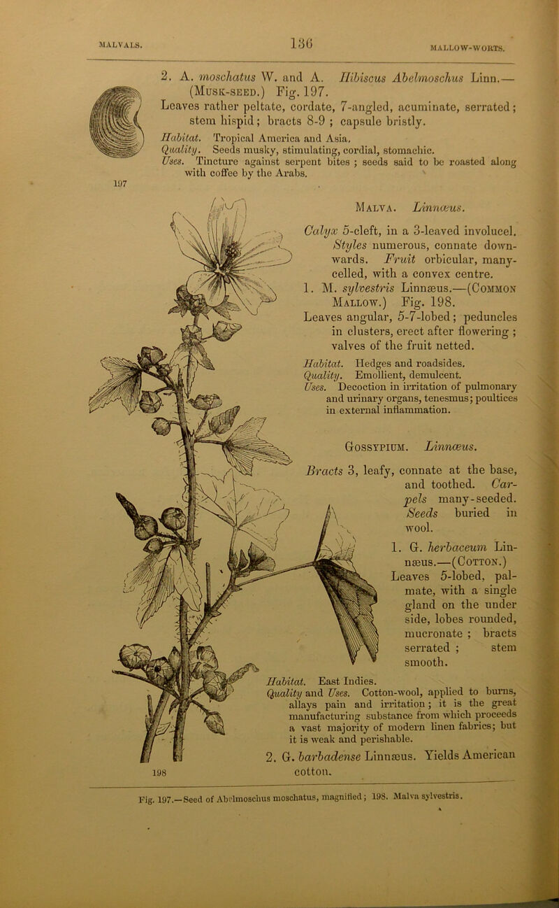 186 MALLOW-WORTS. 197 2. A. moschatus W. and A. Hibiscus Abebnoschus Linn.— (Music-seed.) Fig. 197. Loaves rather peltate, cordate, 7-angled, acuminate, serrated; stem hispid; bracts 8-9 ; capsule bristly. Habitat. Tropical America and Asia. Quality. Seeds musky, stimulating, cordial, stomachic. Uses. Tincture against serpent bites ; seeds said to be roasted along with coffee by the Arabs. 198 Malva. Linnaeus. Calyx 5-cleft, in a 3-leaved involucel. Styles numerous, connate down- wards. Fruit orbicular, rnany- celled, with a convex centre. 1. M. sylvestris Linnaeus.—(Common Mallow.) Fig. 198. Leaves angular, 5-7-lobed; peduncles in clusters, erect after flowering ; valves of the fruit netted. Habitat. Hedges and roadsides. Quality. Emollient, demulcent. Uses. Decoction in irritation of pulmonary and urinary organs, tenesmus; poultices in external inflammation. Gossypium. Linnaeus. Bracts 3, leafy, connate at the base, and toothed. Car- pels many-seeded. Seeds buried in wool. Habitat. East Indies. Quality and Uses. Cotton-wool, applied to burns, allays pain and irritation; it is the great manufacturing substance from which proceeds a vast majority of modern linen fabrics; but it is weak and perishable. 2. G. barbadense Linnaeus. Yields American cotton. 1. G. herbaceum Lin- naeus.—(Cotton.) Leaves 5-lobed, pal- mate, with a single gland on the under side, lobes rounded, mucronate ; bracts serrated ; stem smooth. Fig. 197.—Seed of Abelmoschus moschatus, magnified; 198. Malva sylvestris.