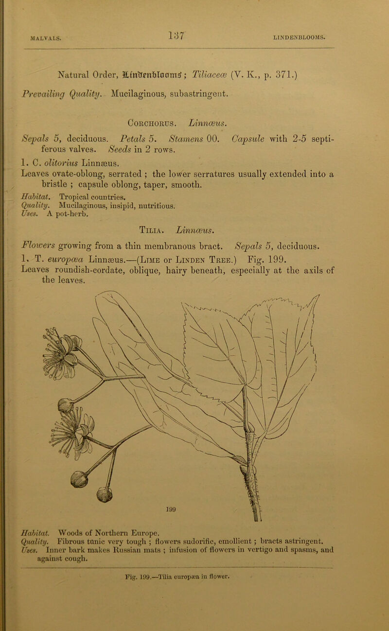 Natural Order, IltnlfrnblaamS; Tiliacece (V. K., p. 371.) Prevailing Quality. Mucilaginous, subastringent. Corciiorus. Linnaeus. Sepals 5, deciduous. Petals 5. Stamens 00. Capsule with 2-5 septi- ferous valves. Seeds in 2 rows. 1. C. olitorius Linnaeus. Leaves ovate-oblong, serrated ; the lower serratures usually extended into a bristle ; capsule oblong, taper, smooth. Habitat. Tropical countries. Quality. Mucilaginous, insipid, nutritious. Uses. A pot-herb. Tilia. Linnaeus. Flowers growing from a thin membranous bract. Sepals 5, deciduous. 1. T. europcea Linnaeus.—(Lime or Linden Tree.) Fig. 199. Leaves roundish-cordate, oblique, hairy beneath, especially at the axils of the leaves. Habitat. Woods of Northern Eiu’ope. Quality. Fibrous tonic very tough ; flowers sudorific, emollient; bracts astringent. Uses. Inner bark makes Russian mats ; infusion of flowers in vertigo and spasms, and against cough. Fig. 199.—Tilia europa'a in flower.