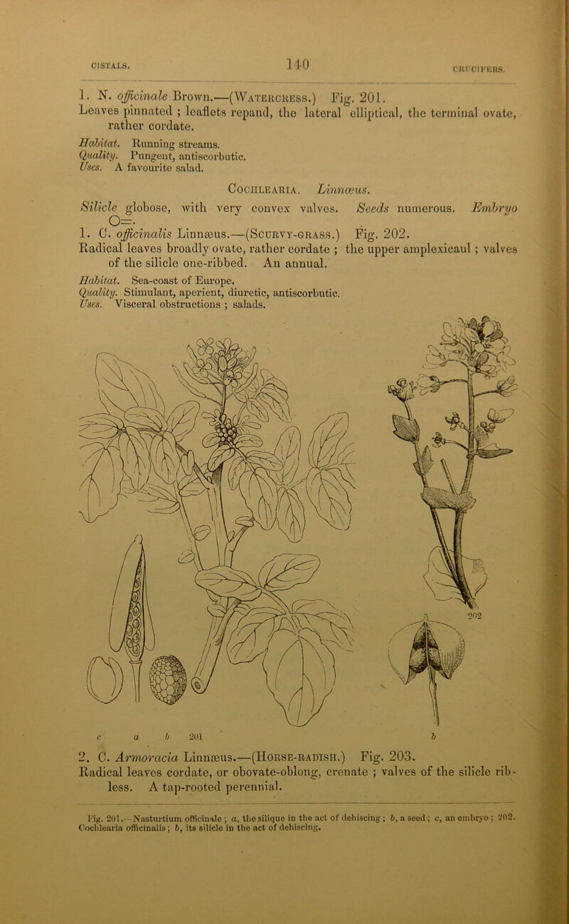 CRUCII'UKS. 1. N. officinale Brown.—(Watercress.) Fig. 201. Leaves pinnated ; leaflets repand, the lateral elliptical, the terminal ovate, rather cordate. Habitat. Running streams. Quality. Pungent, antiscorbutic. Uses. A favourite salad. Cociilearia. Linnceus. Silicle globose, with very convex valves. Seeds numerous. Embryo o=. 1. C. officinalis Linnaeus.—(Scurvy-grass.) Fig. 202. Radical leaves broadly ovate, rather cordate ; the upper ainplexicaul ; valves of the silicle one-ribbed. An annual. Habitat. Sea-coast of Europe. Quality. Stimulant, aperient, diuretic, antiscorbutic. Uses. Visceral obstructions ; salads. c. a b 201 b 2. C. Armoracia Linnaeus.—(IIorse-radisii.) Fig. 203. Radical leaves cordate, or obovate-oblong, crenate ; valves of the silicle rib- less. A tap-rooted perennial. Fig. 201.—Nasturtium officinale ; a, the silique in the act of dehiscing; b, a seed; c, an embryo ; 202. Cociilearia officinalis: 6, its silicle in the act of dehiscing.