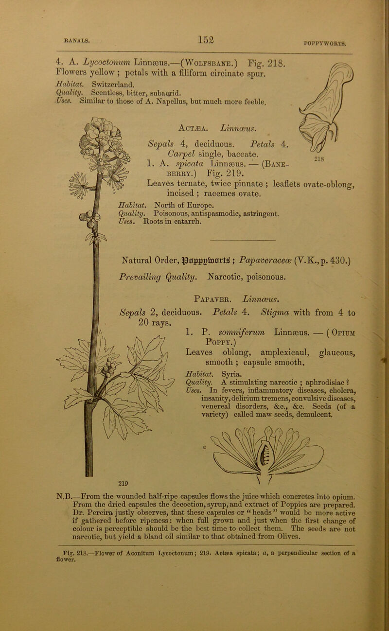 POPPY WORTH. 4. A. Lycoctonum Linnaeus.—(Wolfsbane.) Fig. 218. Flowers yellow ; petals with a filiform circinate spur. Habitat. Switzerland. Quality. Scentless, bitter, subaorid. Uses. Similar to those of A. Napellus, but much more feeble. Actau. Linnaeus. Sepals 4, deciduous. Petals 4. Carpel single, baccate. 1. A. spicata Linnaeus.— (Bane- berry.) Fig. 219. Leaves ternate, twice pinnate ; leaflets ovate-oblong, incised ; racemes ovate. Habitat. North of Europe. Quality. Poisonous, antispasmodic, astringent. Uses. Roots in catarrh. Natural Order, lioppufcuurte; Papaveracece (Y.K.,p. 430.) Prevailing Quality. Narcotic, poisonous. Papaver. Linnaeus. Sepals 2, deciduous. Petals 4. Stigma with from 4 to 20 rays. 1. P. somniferum Linnaeus. — (Opium Poppy.) Leaves oblong, amplexicaul, glaucous, smooth ; capsule smooth. Habitat. Syria. Quality. A stimulating narcotic ; aphrodisiac ? Uses. In fevers, inflammatory diseases, cholera, insanity, delirium tremens, convulsive diseases, venereal disorders, &c., &c. Seeds (of a variety) called maw seeds, demulcent. N.B.—From the wounded half-ripe capsules flows the juice which concretes into opium. From the dried capsules the decoction, syrup, and extract of Poppies are prepared. Dr. Pereira justly observes, that these capsules or “heads” would be more active if gathered before ripeness: when full grown and just when the first change of colour is perceptible should be the best time to collect them. The seeds are not narcotic, but yield a bland oil similar to that obtained from Olives. Fig. 218.—Flower of Aconitum Lycoctonum; 219. Aotrna spicata; a, a perpendicular section of a flower.