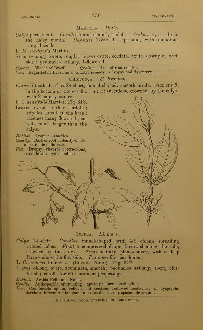 Manettia. Mutis. Calyx permanent. Corolla funnel-sliaped, 4-clcft. Anthers 4, sessile in the hairy mouth. Capsules 2-valved, septicidal, with numerous winged seeds. 1. M. corclifolia Martius. Stem twining, terete, rough ; leaves ovate, cordate, acute, downy on each side ; peduncles axillary, 1-flowered. Habitat. Woods of Brazil. Quality. Bark of root emetic. Uses. Regarded in Brazil as a valuable remedy in dropsy and dysentery. Chiococca. P. Broione. Calyx 5-toothed. Corolla short, funnel-shaped, smooth inside. Stamens 5, in the bottom of the corolla, with 2 papery stones. 1. C. densifoliaMartius. Fig. 318. Leaves ovate, rather cordate ; stipules broad at the base ; racemes many-flowered ; co- rolla much longer than the calyx. Habitat. Tropical America. Quality. Bark of root violently emetic and drastic ; diuretic. Uses. Dropsy, visceral obstructions, snake-bites ? hydrophobia ? Fruit succulent, crowned by the calyx, Coffea. Linnaeus. Calyx 4-5-cleft. Corollas funnel-shaped, with 4-5 oblong spreading- twisted lobes. Fruit a compressed drupe, furrowed along the side, crowned by the calyx. Seeds solitary, plano-convex, with a deep furrow along the flat side. Putamen like parchment. 1. C. arabica Linnseus.—(Coffee Tree.) Fig. 319. Leaves oblong, ovate, acuminate, smooth; peduncles axillary, short, clus- tered ; corolla 5-cleft ; stamens projecting. Habitat. Arabia Felix and Nubia. Quality. Antisoporific, stimulating ; apt to produce constipation. Uses. Counteracts opium, relieves intoxication, removes headache ; in dyspepsia, diarrhoea, intermittents; some nervous disorders ; spasmodic asthma. Fig. 318.—Chiococca densifolia ; 31!). Coffea arabica.