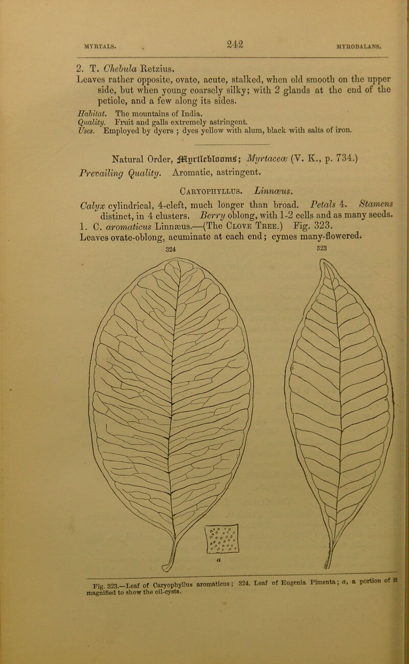 2. T. Chebula Retzius. Leaves rather opposite, ovate, acute, stalked, when old smooth on the upper side, but when young coarsely silky; with 2 glands at the end of the petiole, and a few along its sides. Habitat. The mountains of India. Quality. Fruit and galls extremely astringent. Uses. Employed by dyers ; dyes yellow with alum, black with salts of iron. Natural Order, iHnrtlrhlnumS; Myrtacece (V. K., p. 734.) Prevailing Quality. Aromatic, astringent. Caryopiiyllus. Linnaeus. Calyx cylindrical, 4-cleft, much longer than broad. Petals 4. Stamens distinct, in 4 clusters. Berry oblong, with 1-2 cells and as many seeds. 1. C. aromaticus Linnteus.—(The Clove Tree.) Fig. 323. Leaves ovate-oblong, acuminate at each end; cymes many-flowered; 324 323