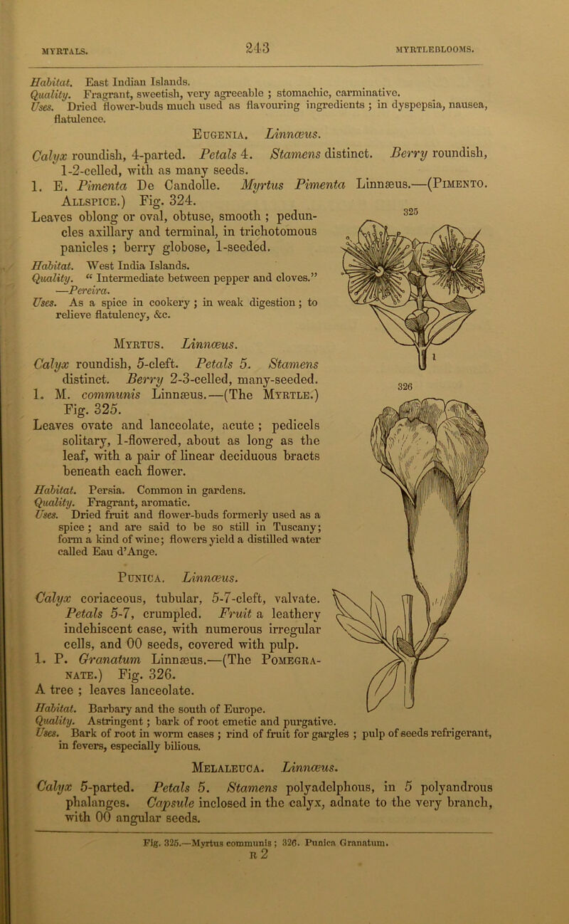 Habitat. East Indian Islands. Quality. Fragrant, sweetish, very agreeable ; stomachic, carminative. Uses. Dried dower-buds much used as davouring ingredients ; in dyspepsia, nausea, datulence. Eugenia. Linnaeus. Calyx roundish, 4-parted. Petals 4. Stamens distinct. Berry roundish, 1-2-celled, with as many seeds. 1. E. Pimenta De Candolle. Myrtus Pimenta Linnaeus.—(Pimento. Allspice.) Fig. 324. Leaves oblong or oval, obtuse, smooth ; pedun- cles axillary and terminal, in trichotomous panicles ; berry globose, 1-seeded. Habitat. West India Islands. Quality. “ Intermediate between pepper and cloves.” —Pereira. Uses. As a spice in cookery ; in weak digestion; to relieve datulency, &c. Myrtus. Linnaeus. Calyx roundish, 5-cleft. Petals 5. Stamens distinct. Berry 2-3-celled, many-seeded. L M. communis Linnaeus.—(The Myrtle.) Fig. 325. Leaves ovate and lanceolate, acute ; pedicels solitary, 1-flowered, about as long as the leaf, with a pair of linear deciduous bracts beneath each flower. Habitat. Persia. Common in gardens. Quality. Fragrant, aromatic. Uses. Dried fruit and flower-buds formerly used as a spice ; and are said to be so still in Tuscany; form a kind of vine; flowers yield a distilled water called Eau d’Ange. Punica. Linnaeus. Calyx coriaceous, tubular, 5-7-cleft, valvate. Petals 5-7, crumpled. Fruit a leathery indehiscent case, with numerous irregular cells, and 00 seeds, covered with pulp. 1. P. Granatum Linnaeus.—(The Pomegra- nate.) Fig. 326. A tree ; leaves lanceolate. Habitat. Barbary and the south of Europe. Quality. Astringent; bark of root emetic and purgative. Uses. Bark of root in worm cases ; rind of fruit for gargles ; pulp of seeds refrigerant, in fevers, especially bilious. Melaleuca. Linnceus. Calyx 5-parted. Petals 5. Stamens polyadelphous, in 5 polyandrous phalanges. Capsule inclosed in the calyx, adnate to the very branch, with 00 angular seeds. Fig. 325.—Myrtus communis; 32(5. Punica Granatum. R 2