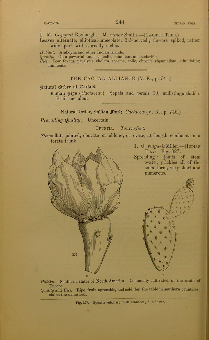 CACTALS, INDIAN FIGS. 1. M. Cajeputi Roxburgh. M. minor Smith.—(Cajepdt Tree.) Leaves alternate, elliptical-lanceolate, 3-5-nerved ; flowers spiked, rather wide apart, with a woolly rachis. Habitat. Amboyna and other Indian islands. Quality. Oil a powerful antispasmodic, stimulant and sudorific. Uses. Low fevers, paralysis, cholera, spasms, colic, chronic rheumatism, stimulating liniments. THE CACTAL ALLIANCE (V. K., p. 741.) Natural ©rtfrr of CTartaR inhtati Jftfljj (Cactacece.) Sepals and petals 00, undistinguisliable. Fruit succulent. Natural Order, Jruhtan flftS5; Cactacece (V. K., p. 746.) Prevailing Quality. Uncertain. Opuntia. Tournefort. Stems flat, jointed, obovate or oblong, or ovate, at length confluent in a terete trunk. Europe. Quality and Uses. Ripe fruit agreeable, and stains the urine red. 1. 0. vulgaris Miller.—(Indian Fig.) Fig. 327. Spreading ; joints of stem ovate ; prickles all of the same form, very short and numerous. for the table in southern countries ; Fig. 327.—Opuntia vulgaria; a, its brandies; b, a flower.