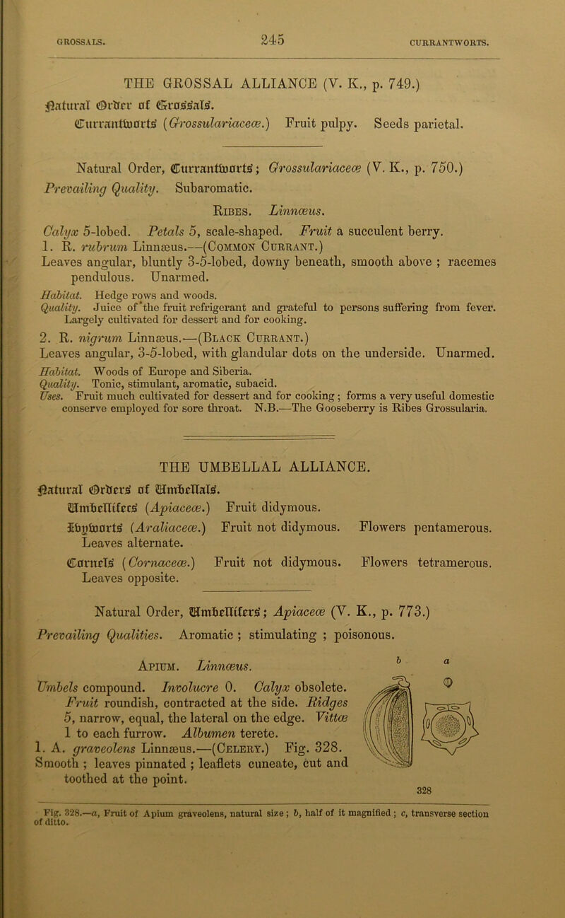 GROSS A LS CURRANTWORTS. THE GROSSAL ALLIANCE (Y. K., p. 749.) Natural ©rlfcr of (Grns's'aT'L erurrantiuart'i (Grossulariacece.) Fruit pulpy. Seeds parietal. Natural Order, Currantfoorti*; Grossulariacece (Y. K., p. 750.) Prevailing Quality. Subaromatic. Ribes. Linnaeus. Calyx 5-lobed. Petals 5, scale-shaped. Fruit a succulent berry. 1. R. rubrum Linnaeus.—(Common Currant.) Leaves angular, bluntly 3-5-lobed, downy beneath, smooth above ; racemes pendulous. Unarmed. Habitat. Hedge rows and woods. Quality. Juice of‘tlie fruit refrigerant and grateful to persons suffering from fever. Largely cultivated for dessert and for cooking. 2. R. nigrum Linnaeus.'—(Black Currant.) Leaves angular, 3-5-lobed, with glandular dots on the underside. Unarmed. Habitat. Woods of Europe and Siberia. Quality. Tonic, stimulant, aromatic, subacid. Uses. Fruit much cultivated for dessert and for cooking ; forms a very useful domestic conserve employed for sore throat. N.B.—The Gooseberry is Ribes Grossularia. THE UMBELLAL ALLIANCE. Natural Orbcrs of iUmb dials. Elmhdltfccs (Apiacece.) Fruit didymous. ibyinorte (Araliacece.) Fruit not didymous. Flowers pentamerous. Leaves alternate. (Cunids (Cornacece.) Fruit not didymous. Flowers tetramerous. Leaves opposite. Natural Order, Hmhdttfer£; Apiacece (V. K., p. 773.) Prevailing Qualities. Aromatic ; stimulating ; poisonous. Apium. Linnaeus. Umbels compound. Involucre 0. Calyx obsolete. Fruit roundish, contracted at the side. Ridges 5, narrow, equal, the lateral on the edge. Vittae 1 to each furrow. Albumen terete. 1. A. graveolens Linnaeus.—(Celery.) Fig. 328. Smooth ; leaves pinnated ; leaflets cuneate, cut and toothed at the point. 328 Fig. 328.—a, Fruit of Apium graveolens, natural sine ; b, half of it magnified ; c, transverse section of ditto.