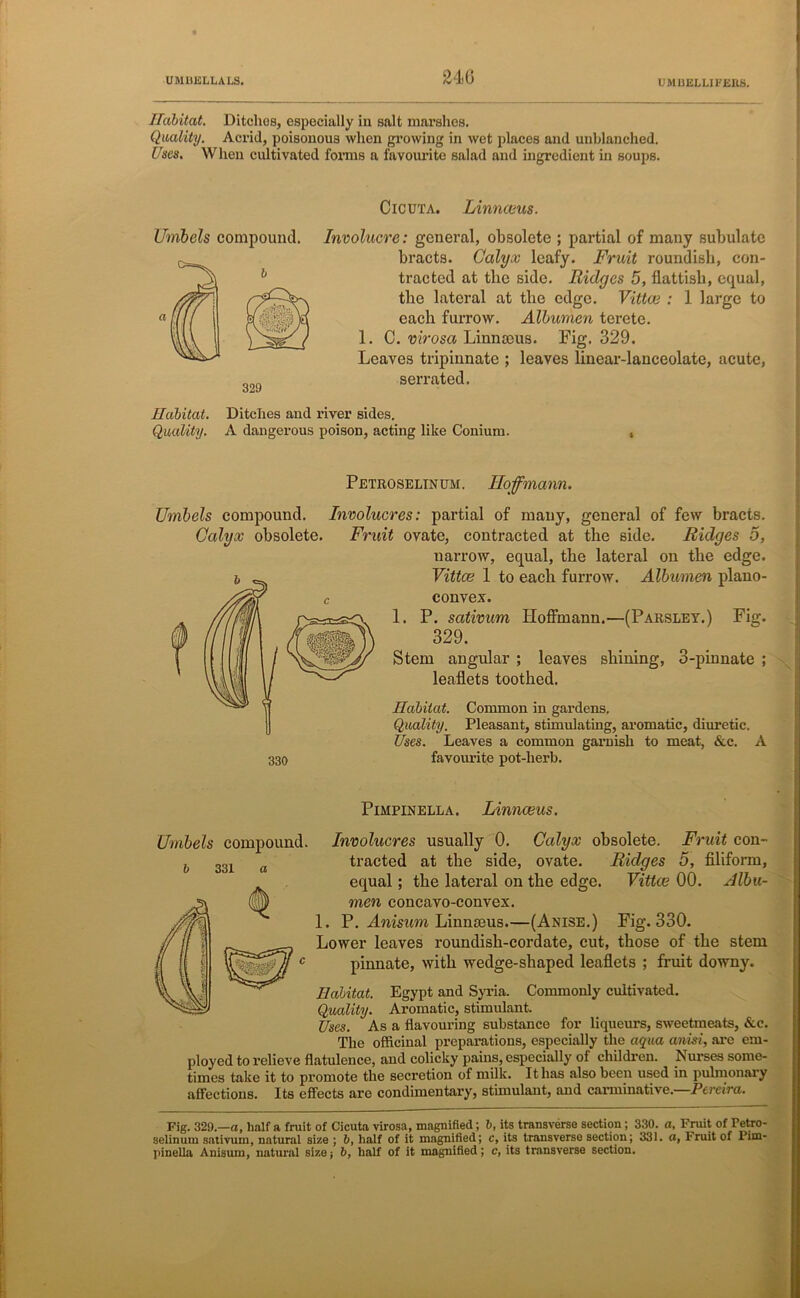 24G Habitat. Ditches, especially iu salt marshes. Quality. Acrid, poisonous when growing in wet places and unblanched. Uses. When cultivated forms a favourite salad and ingredient in soups. Cicuta. Linnceus. Umbels compound. Involucre: general, obsolete ; partial of many subulate bracts. Calyx leafy. Fruit roundish, con- tracted at the side. Bidyes 5, flattisli, equal, the lateral at the edge. Vittce : 1 large to each furrow. Albumen terete. 1. C. virosa Linnceus. Fig. 329. Leaves tripinnate ; leaves linear-lanceolate, acute, serrated. Habitat. Ditches and river sides. Quality. A dangerous poison, acting like Conium. , 329 Petroselinum. Hofmann. Umbels compound. Involucres: partial of many, general of few bracts. Calyx obsolete. Fruit ovate, contracted at the side. Ridyes 5, narrow, equal, the lateral on the edge. Vittce 1 to each furrow. Albumen plano- convex. 1. P. sativum Hoffmann.—(Parsley.) Fig. 329. Stem angular ; leaves shining, 3-pinnate ; leaflets toothed. Habitat. Common in gardens. Quality. Pleasant, stimulating, aromatic, diuretic. Uses. Leaves a common garnish to meat, &c. A favourite pot-herb. 331 Pimpinella. Linnceus. Umbels compound. Involucres usually 0. Calyx obsolete. Fruit con- tracted at the side, ovate. Ridyes 5, filiform, equal; the lateral on the edge. Vittce 00. Albu- men concavo-convex. 1. P. Anisum Linnaeus.—(Anise.) Fig. 330. Lower leaves roundish-cordate, cut, those of the stem pinnate, with wedge-shaped leaflets ; fruit downy. Habitat. Egypt and Syria. Commonly cultivated. Quality. Aromatic, stimulant. Uses. As a flavouring substance for liqueurs, sweetmeats, &c. The officinal preparations, especially the aqua anisi, are em- ployed to relieve flatulence, and colicky pains, especially of children. Nurses some- times take it to promote the secretion of milk. It has also been used in pulmonary affections. Its effects are condimentary, stimulant, and carminative. Pcvcira. Fig. 329.—o, half a fruit of Cicuta virosa, magnified; 6, its transverse section; 330. a. Fruit of Petro- selinum sativum, natural size ; 6, half of it magnified; c, its transverse section; 331. o, Fruit of Pim- pinella Anisum, natural size; b, half of it magnified; e, its transverse section.